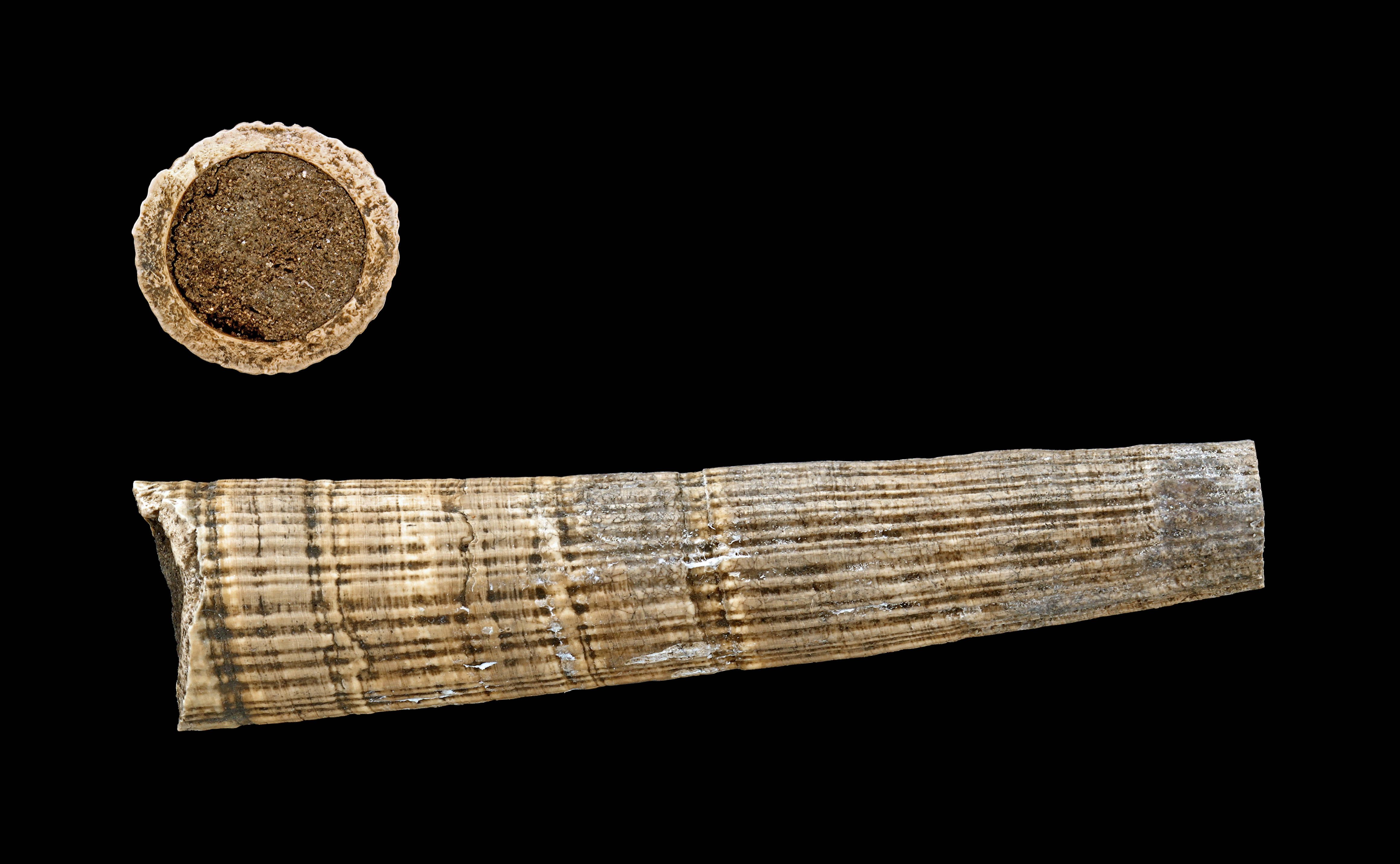 Dentalium badense 01