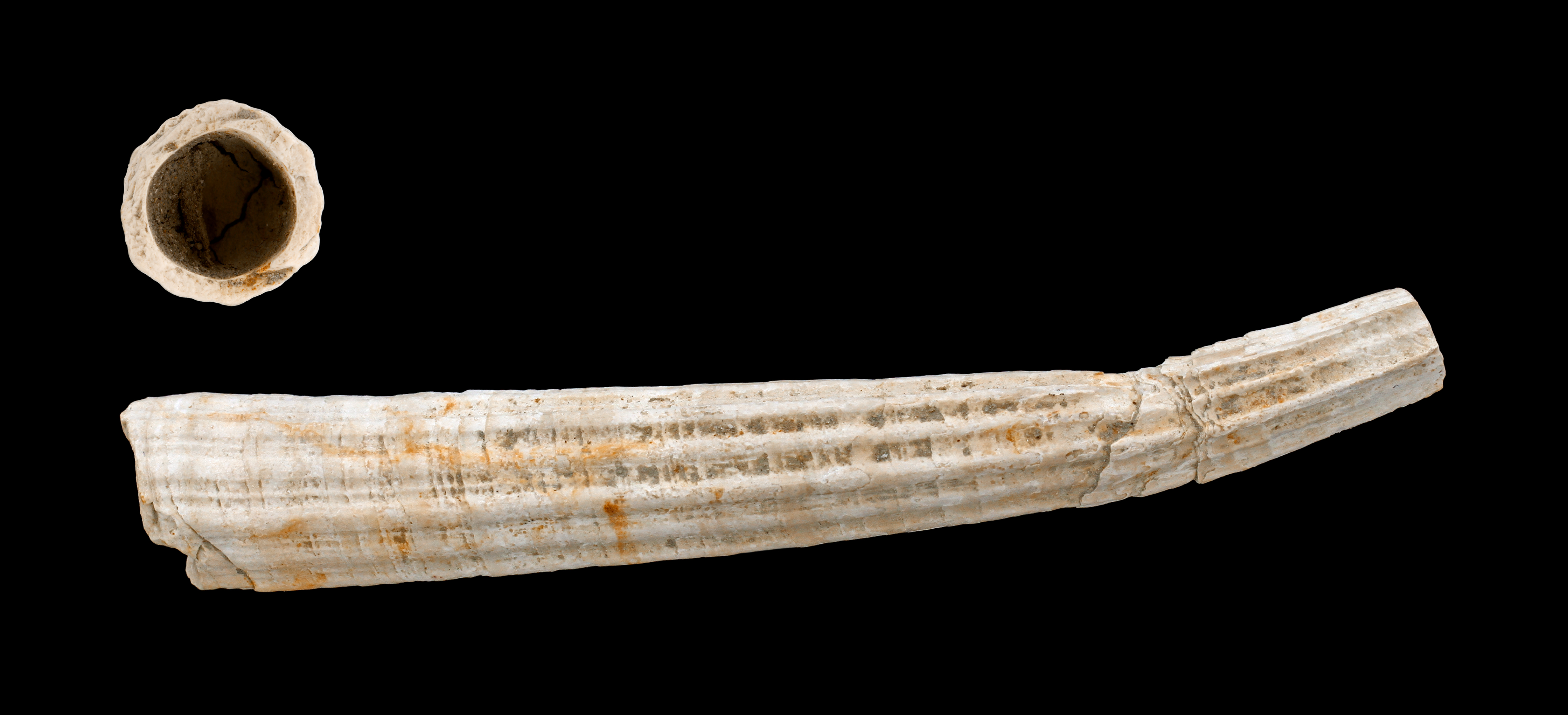 Dentalium sexangulum 01