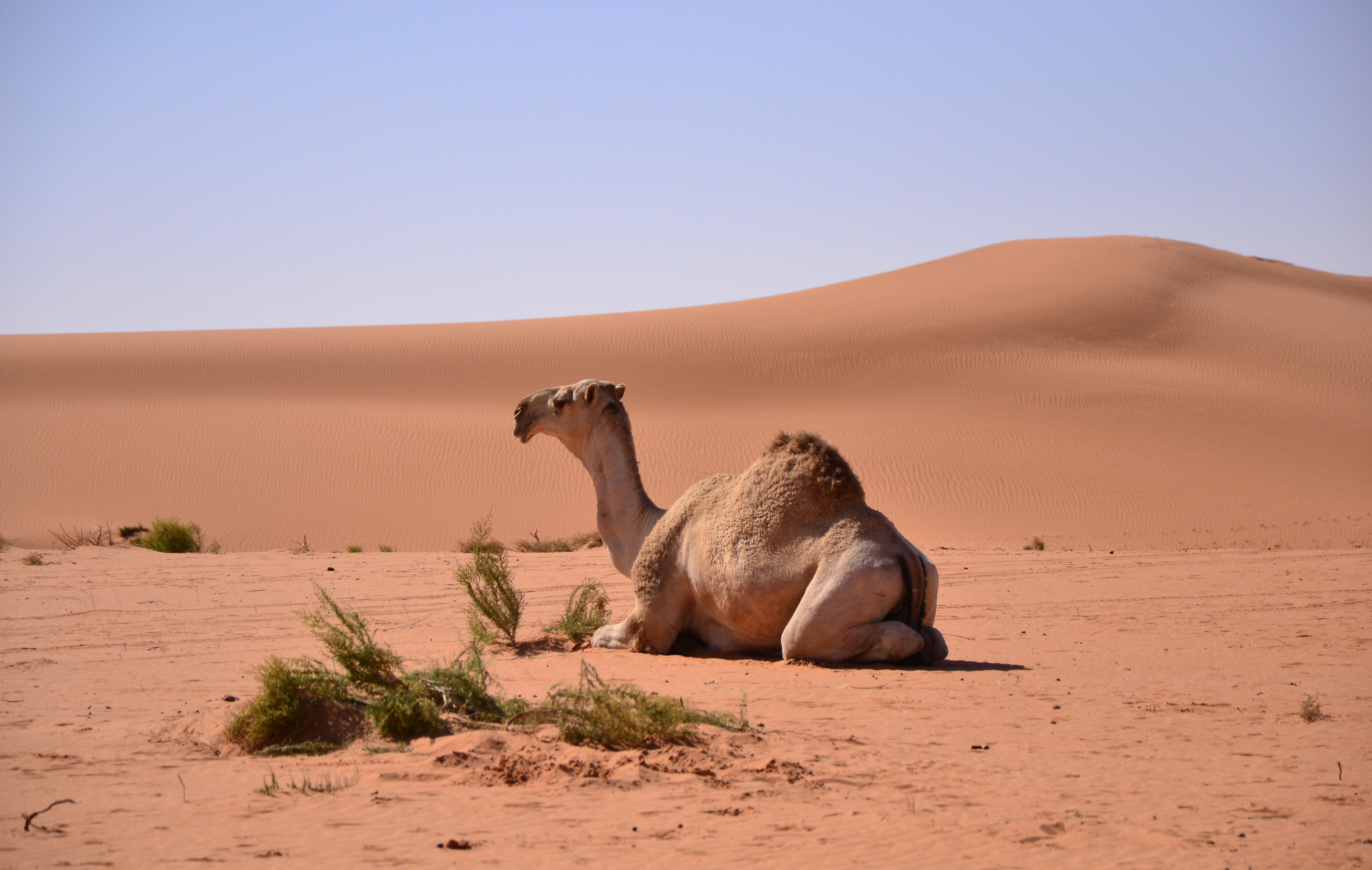 Desert (6486336161)