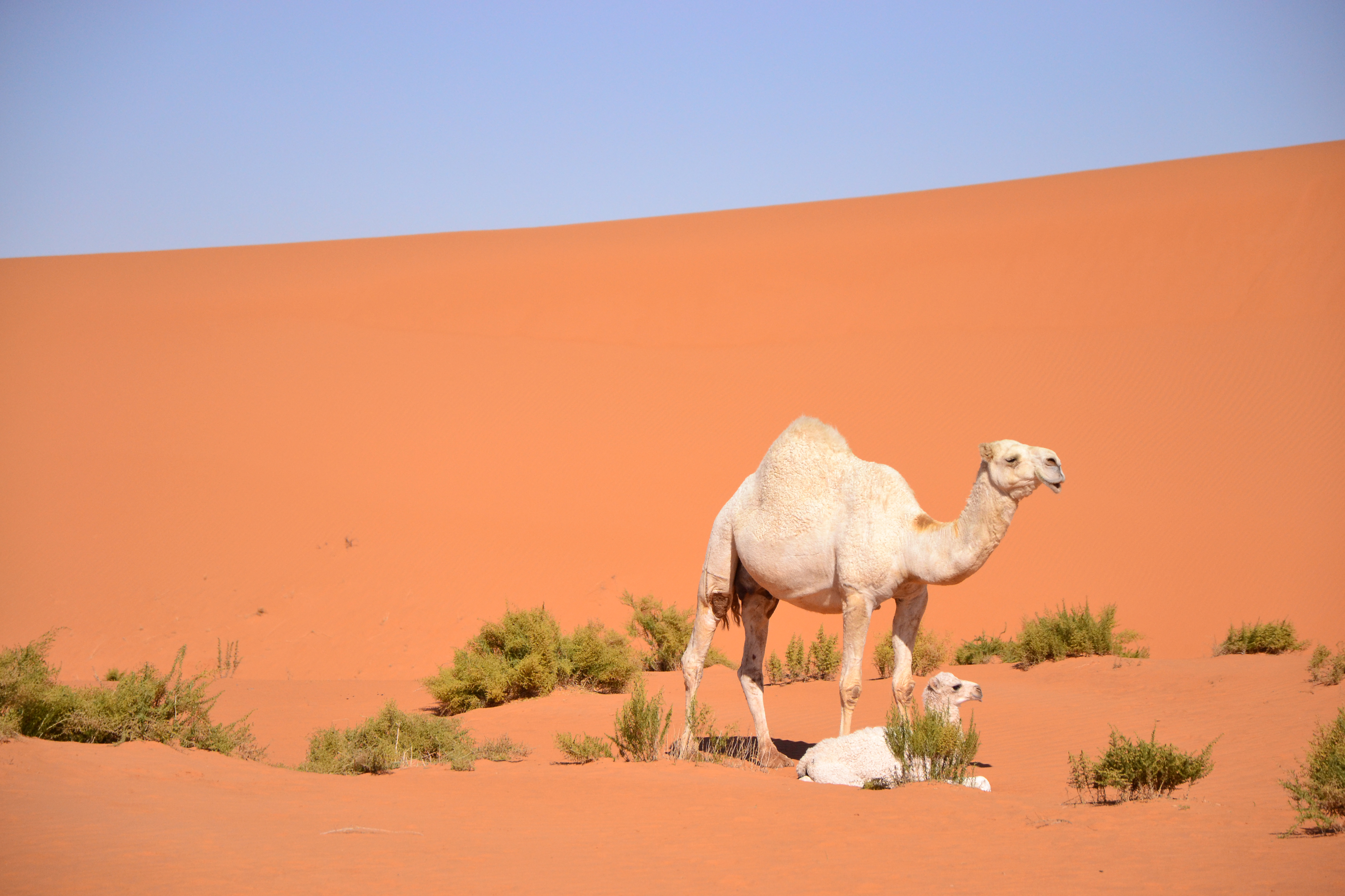 Desert (6486343117)