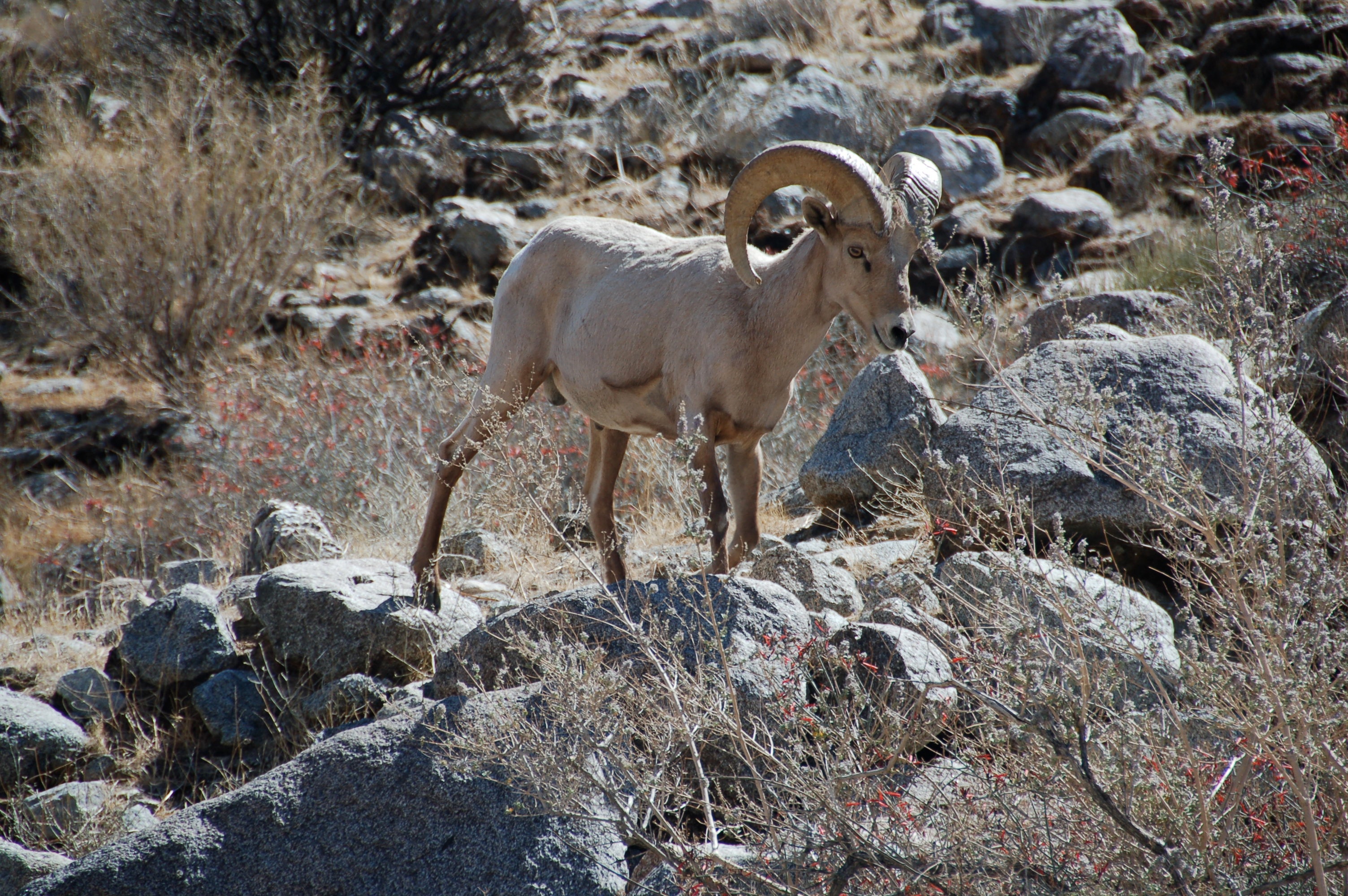 Desert Bighorn Barna