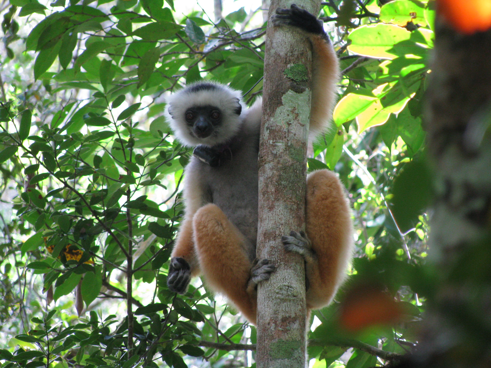 Diadem sifaka andasibe
