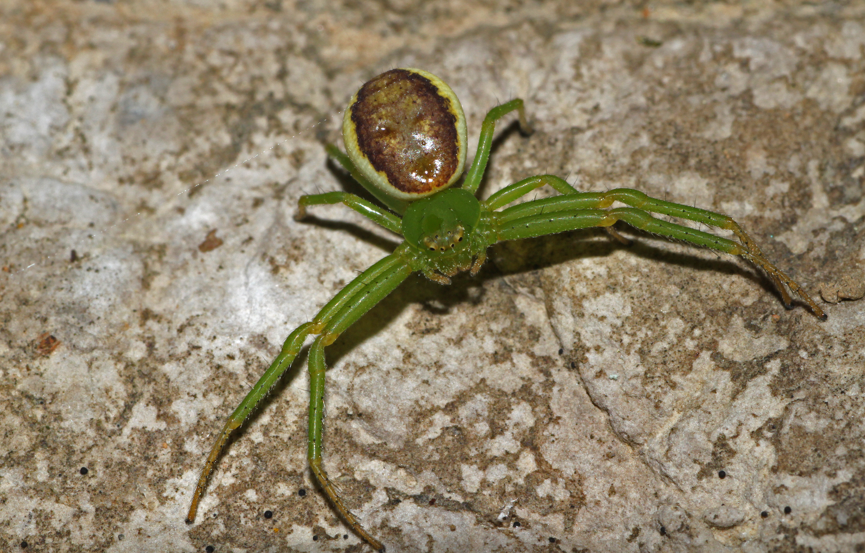 Diaea-dorsata-krabbenspinne