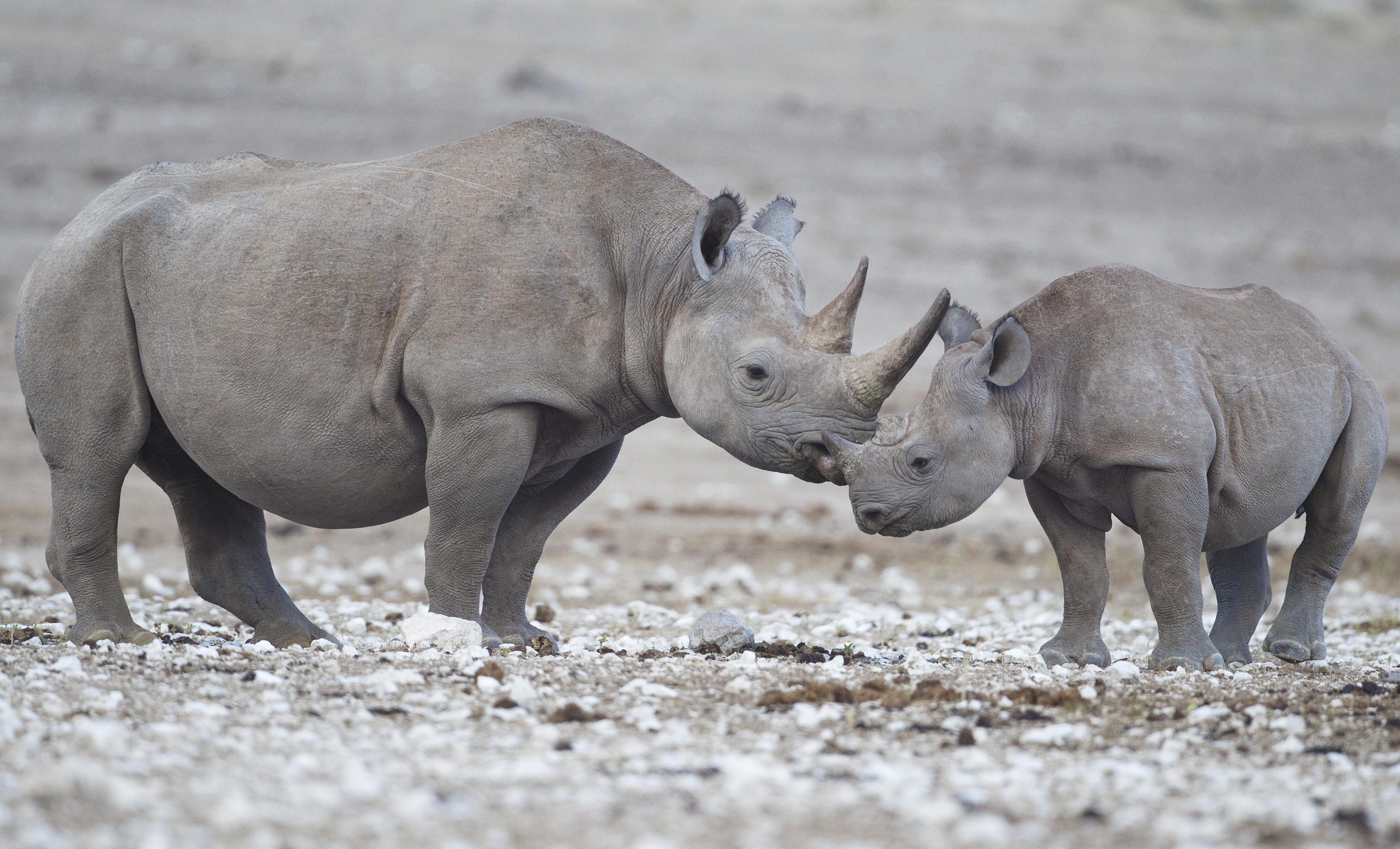 Diceros bicornis (Etosha)
