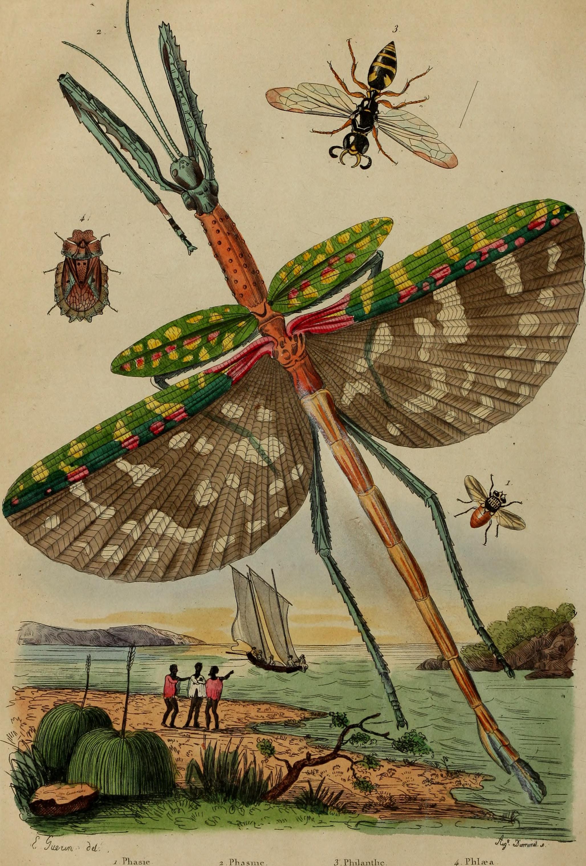 Dictionnaire pittoresque d'histoire naturelle et des phénomènes de la nature (1838) (14758181786)