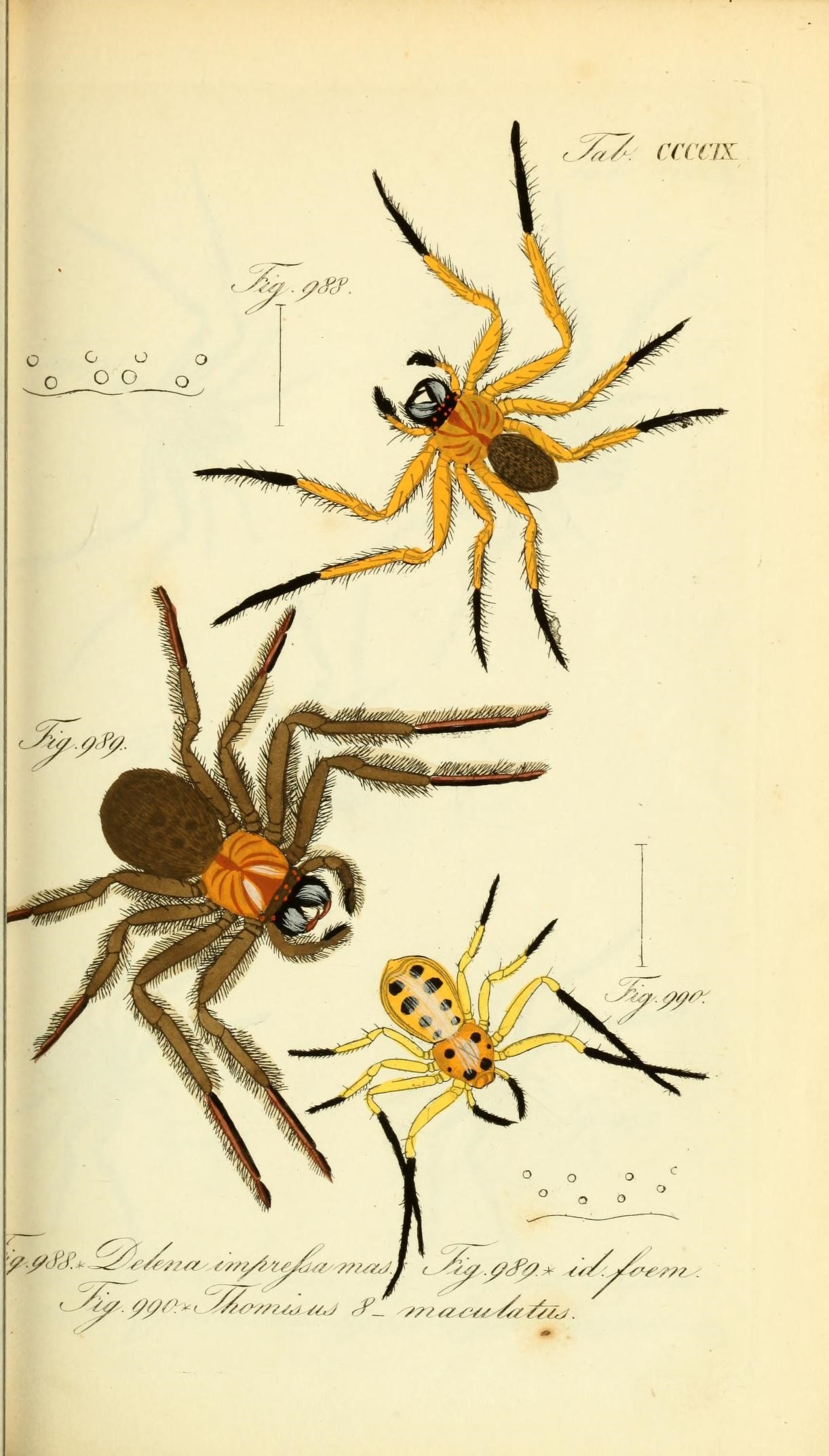Die Arachniden (Plate CCCCIX) (8569437566)