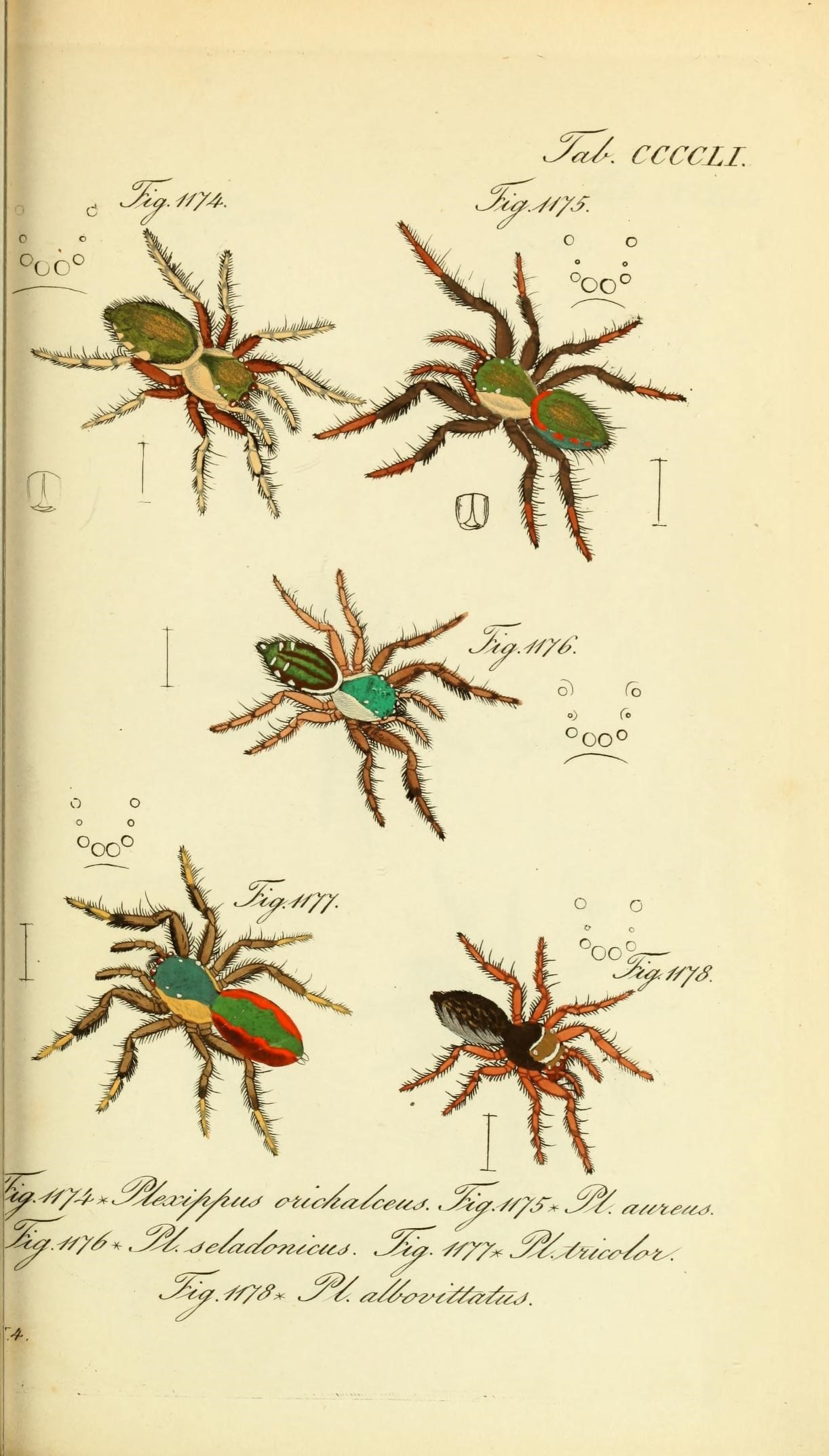 Die Arachniden (Plate CCCCLI) (8568359797)