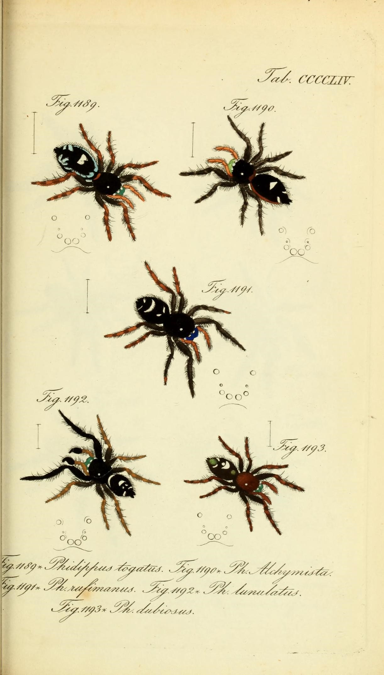 Die Arachniden (Plate CCCCLIV) (8568361247)
