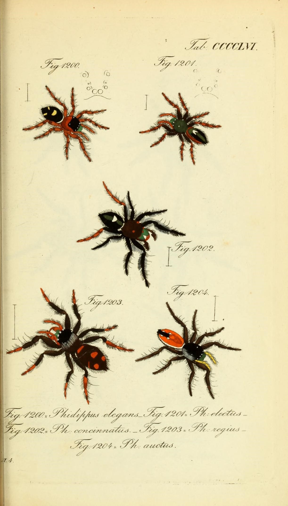 Die Arachniden (Plate CCCCLVI) (8569459970)