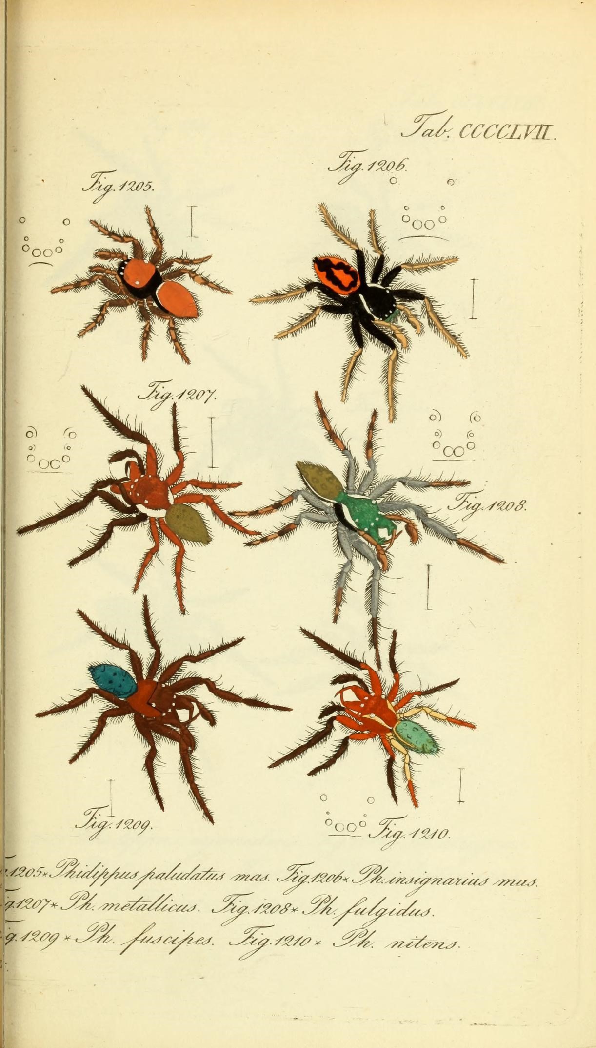 Die Arachniden (Plate CCCCLVII) (8569460384)
