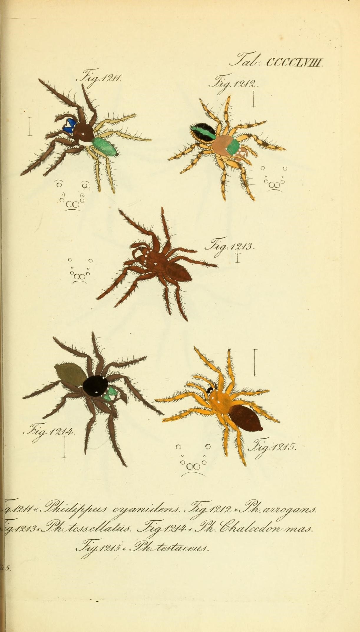 Die Arachniden (Plate CCCCLVIII) (8568362863)