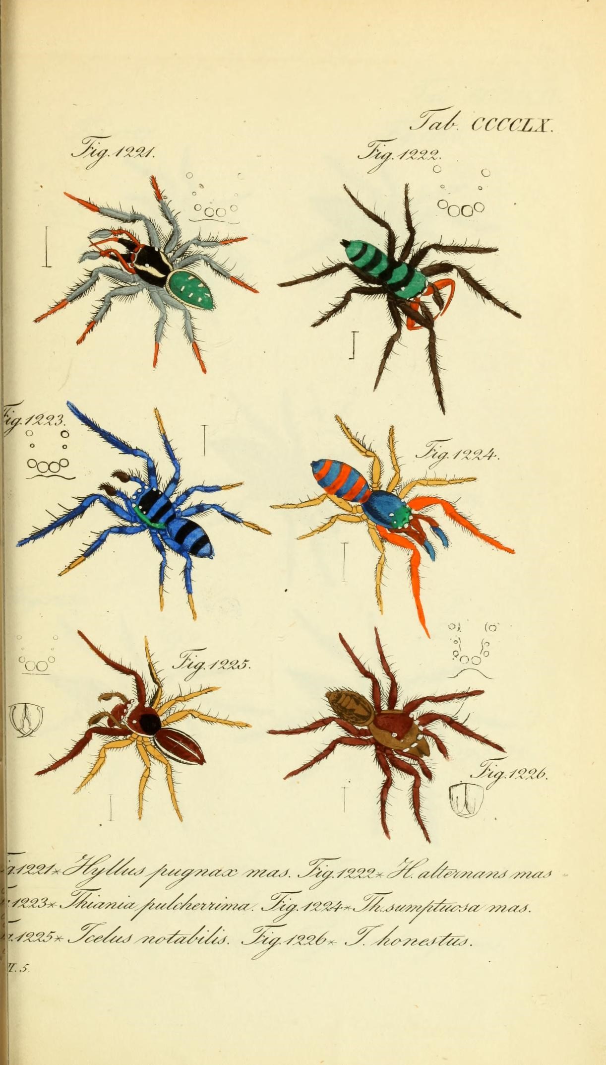 Die Arachniden (Plate CCCCLX) (8569461686)