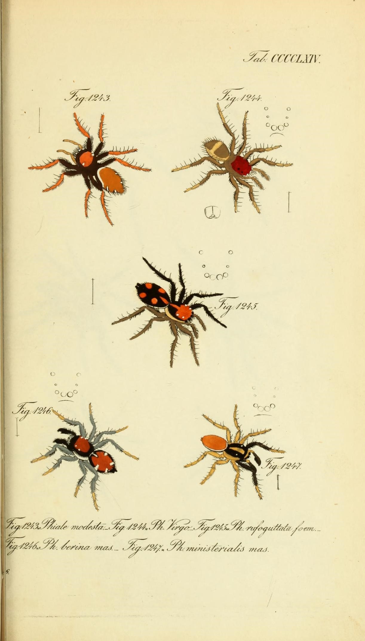 Die Arachniden (Plate CCCCLXIV) (8568365473)