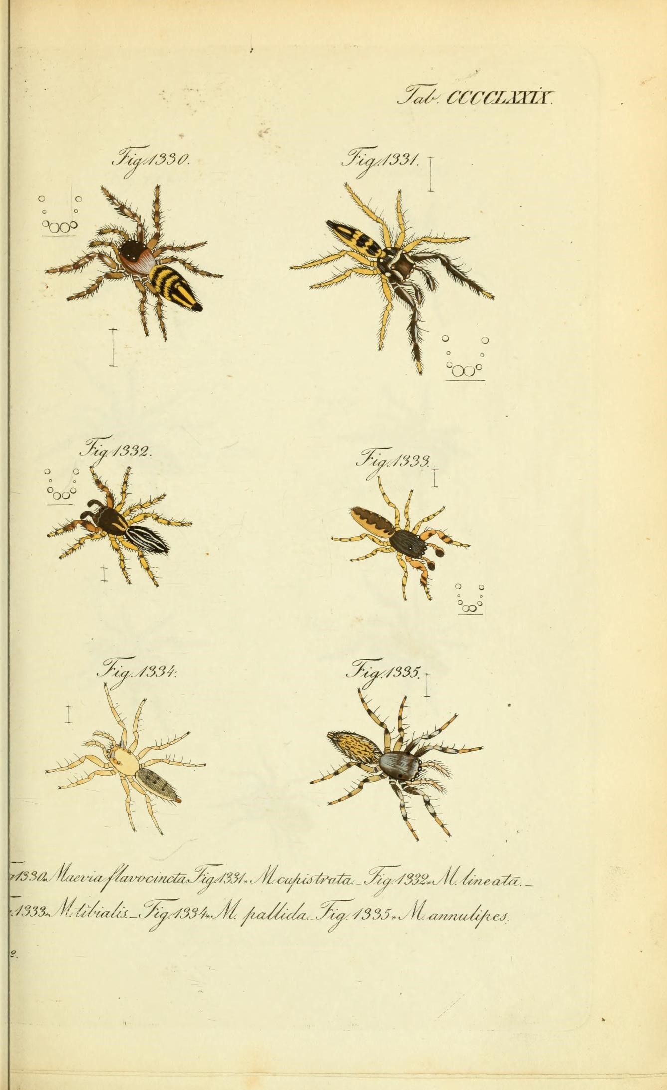 Die Arachniden (Plate CCCCLXXIX) (8574401253)