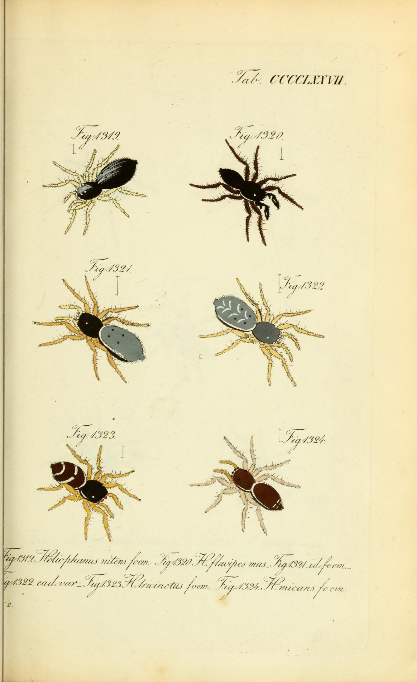 Die Arachniden (Plate CCCCLXXVII) (8574400571)