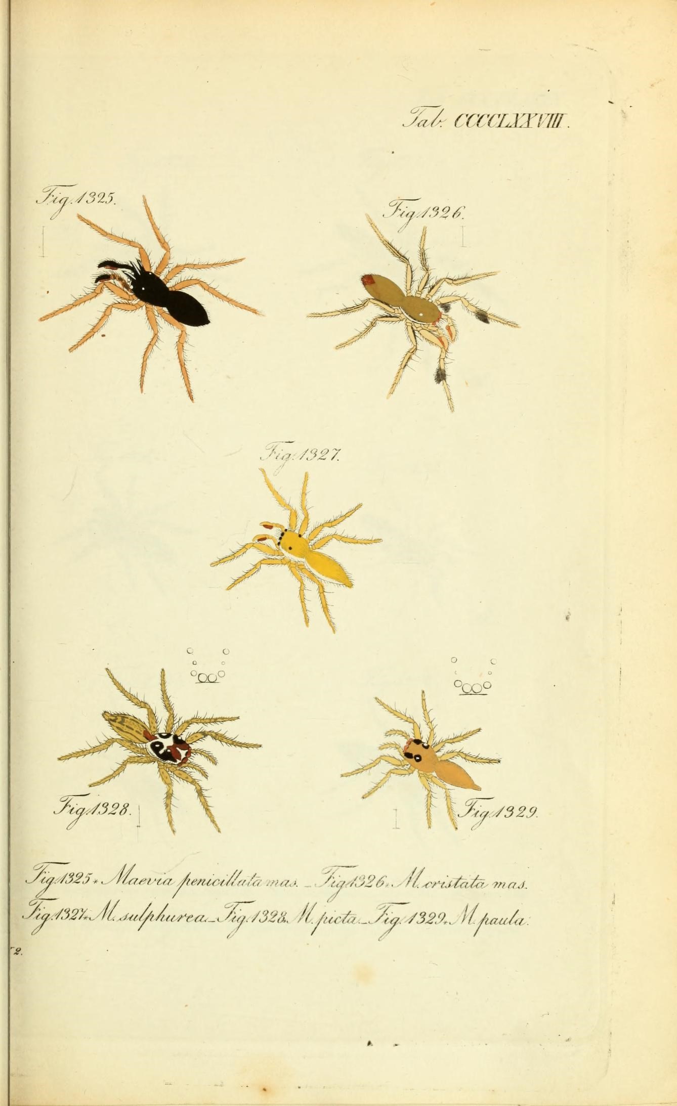 Die Arachniden (Plate CCCCLXXVIII) (8574400887)