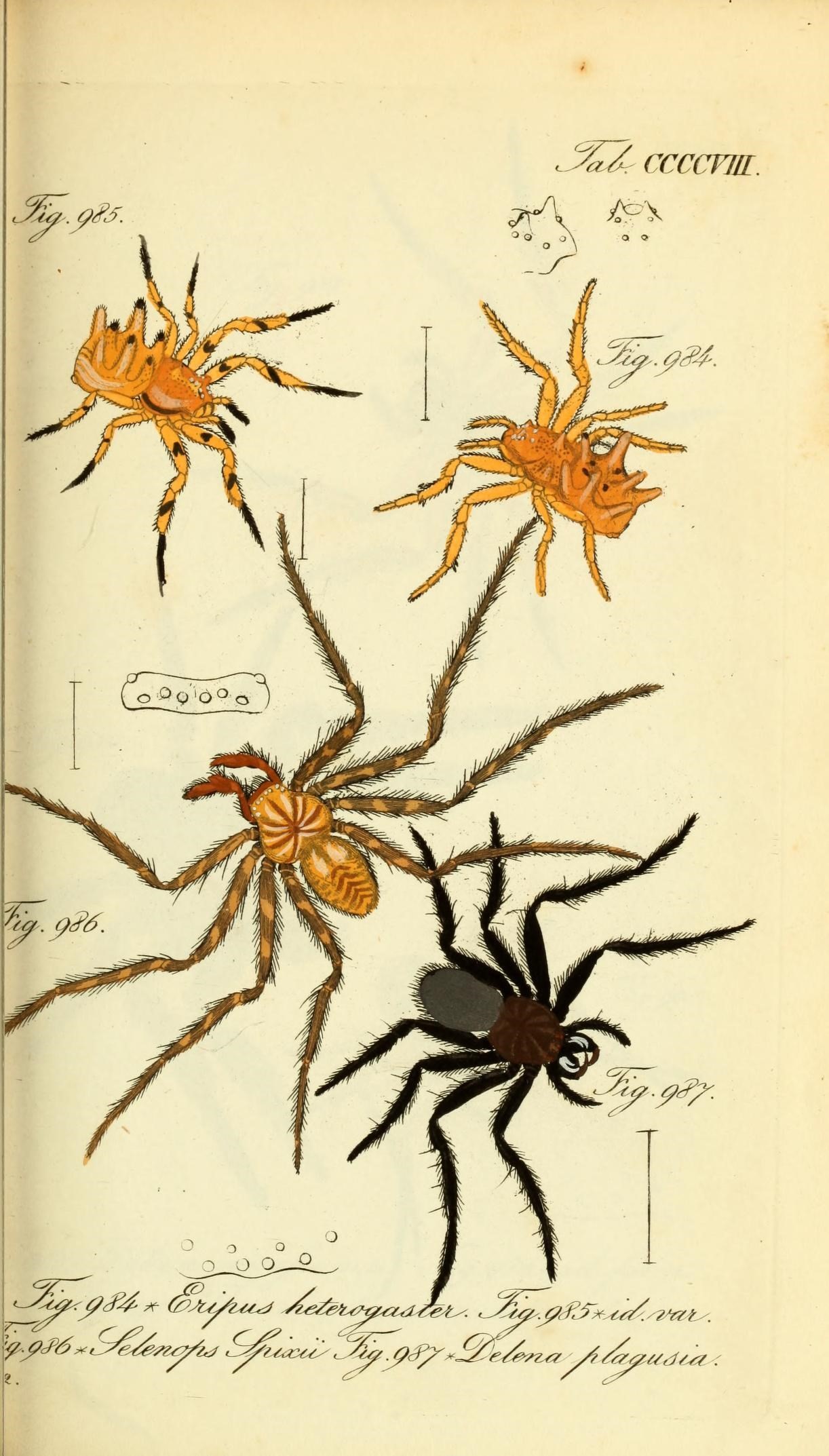 Die Arachniden (Plate CCCCVIII) (8569437082)