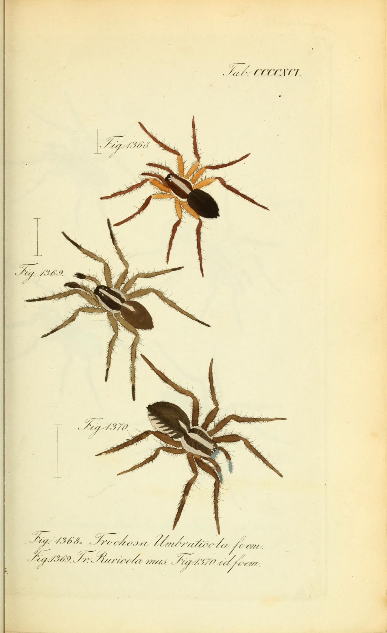 Die Arachniden (Plate CCCCXCI) (8575499022)