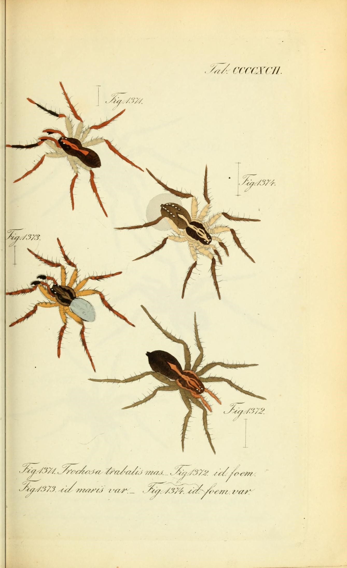 Die Arachniden (Plate CCCCXCII) (8575499638)
