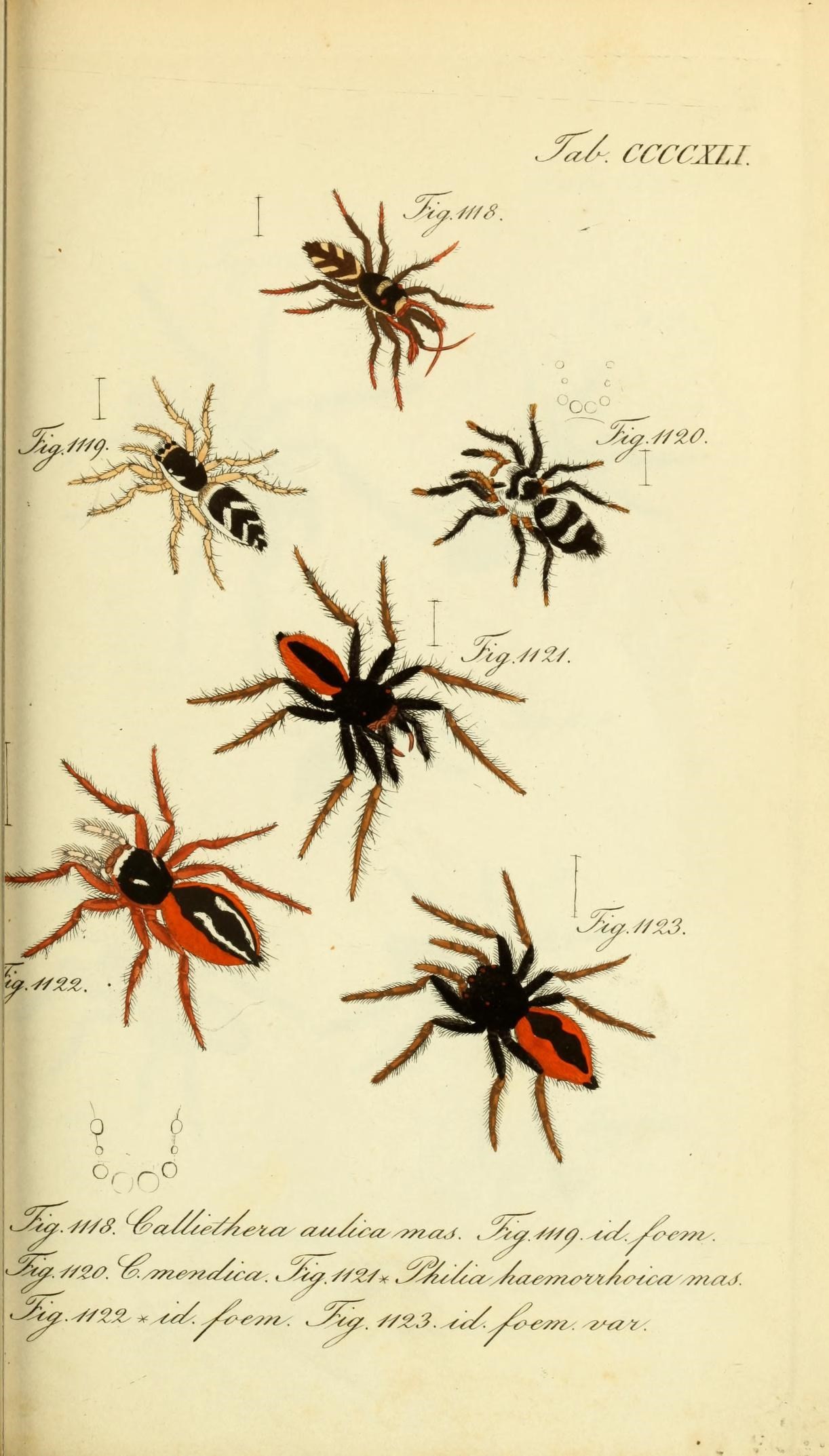 Die Arachniden (Plate CCCCXLI) (8568354857)
