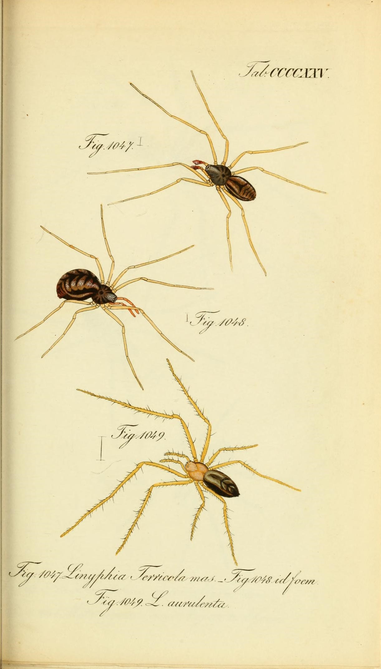 Die Arachniden (Plate CCCCXXV) (8569445326)