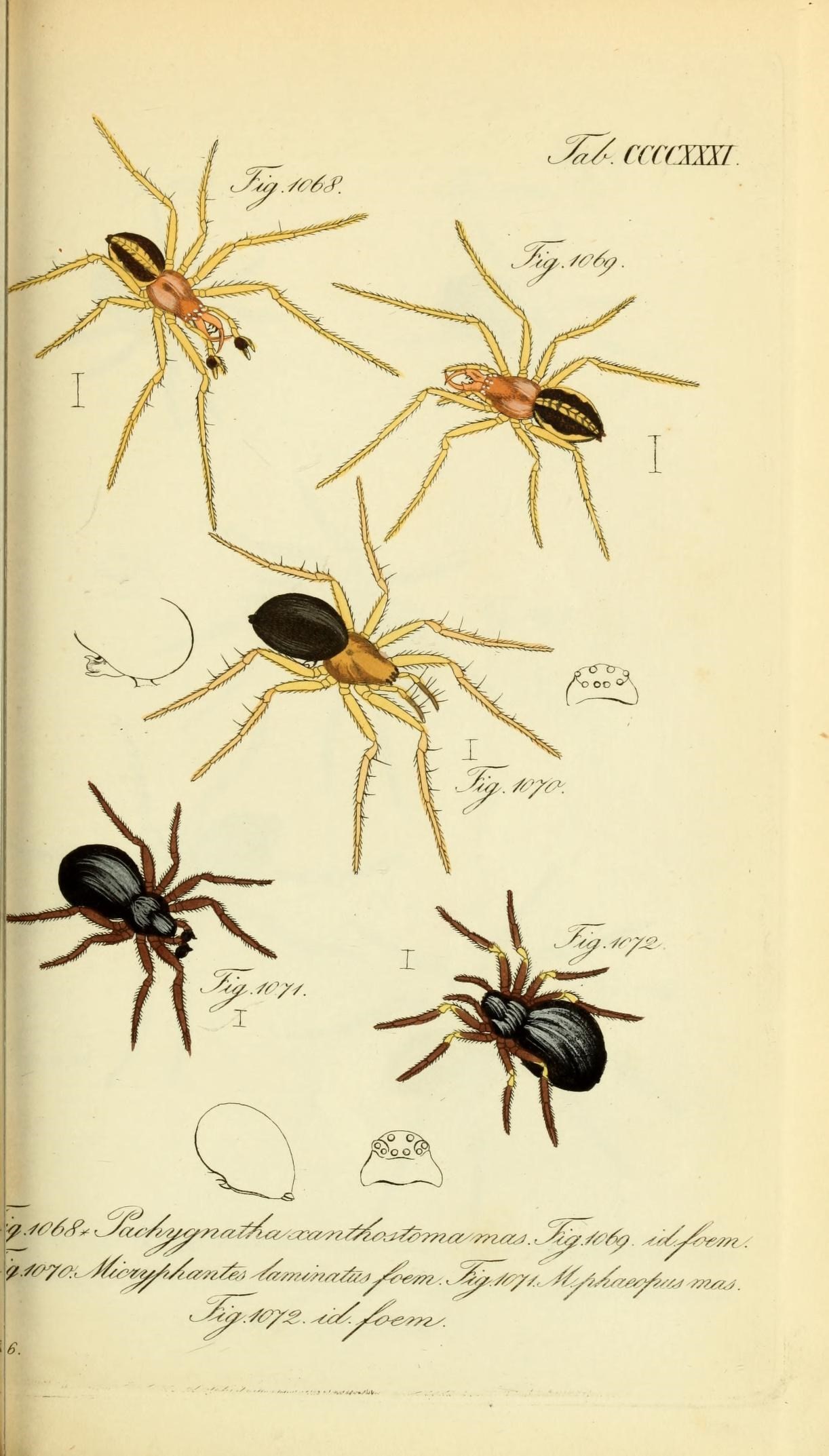 Die Arachniden (Plate CCCCXXXI) (8569448052)