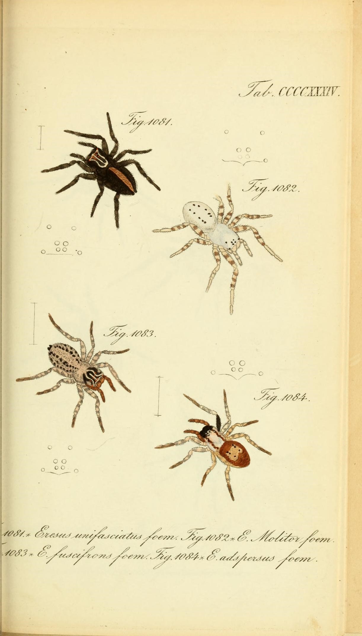 Die Arachniden (Plate CCCCXXXIV) (8569449306)