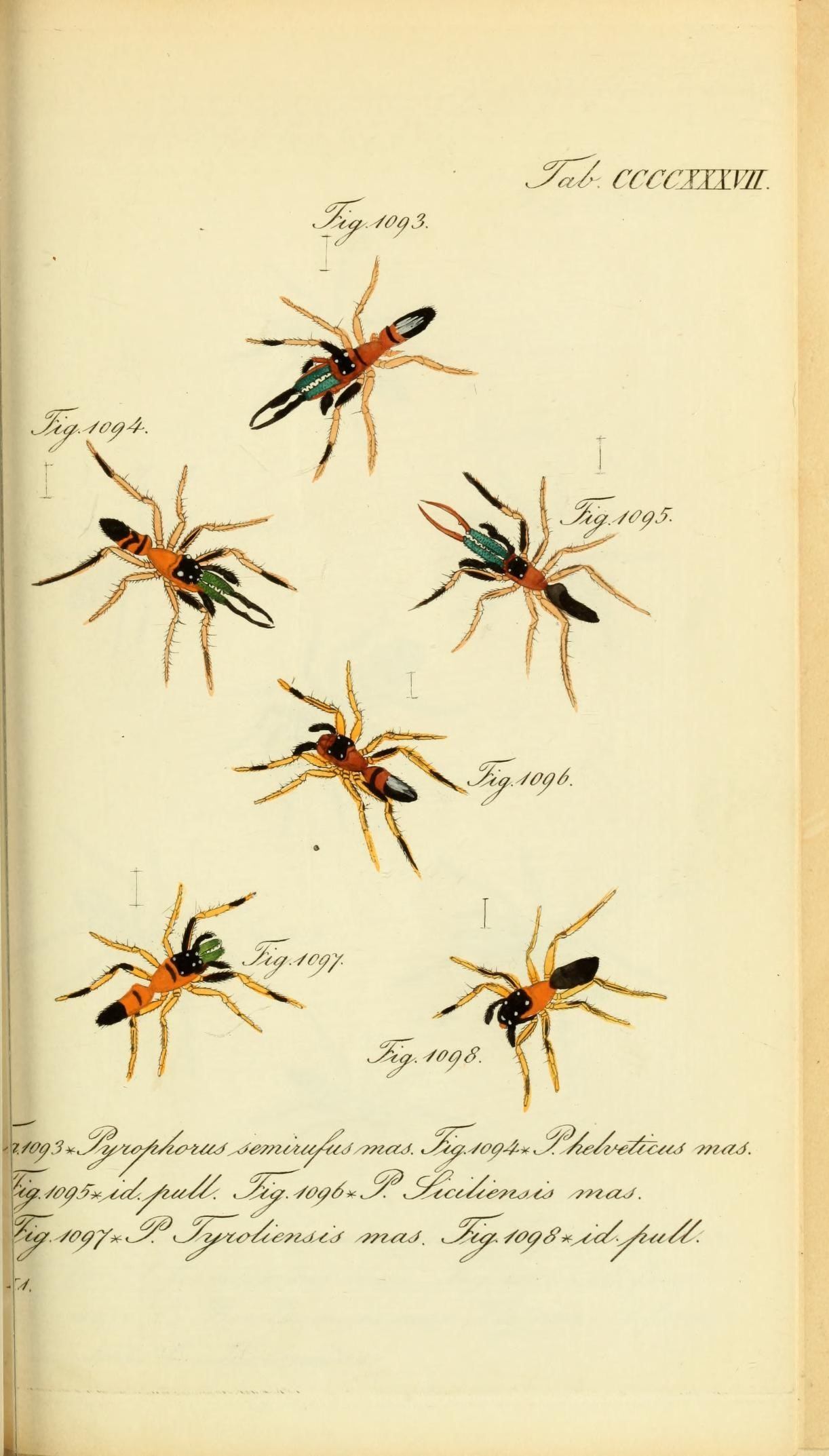 Die Arachniden (Plate CCCCXXXVII) (8568352973)