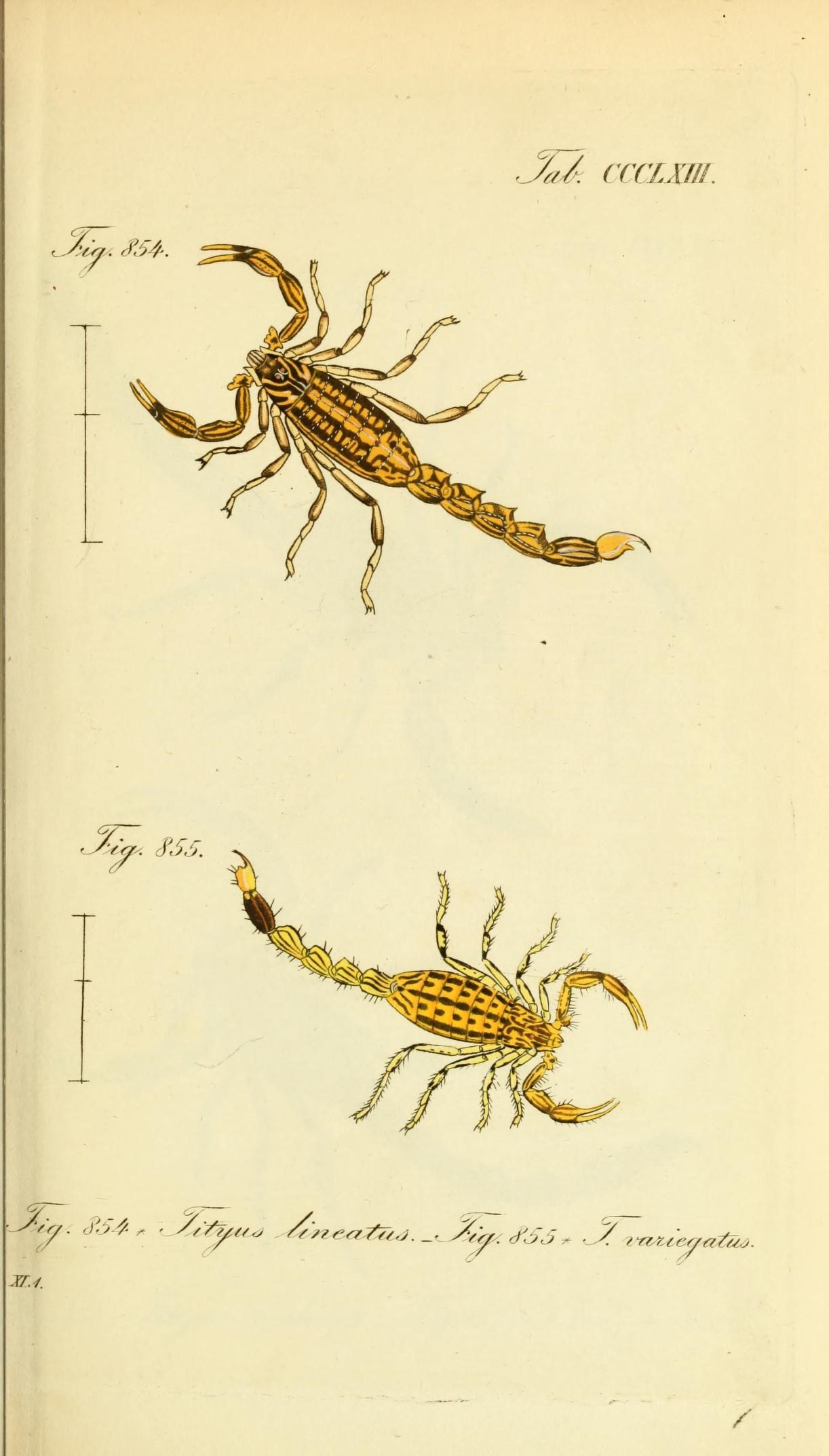Die Arachniden (Plate CCCLXIII) (8568317785)