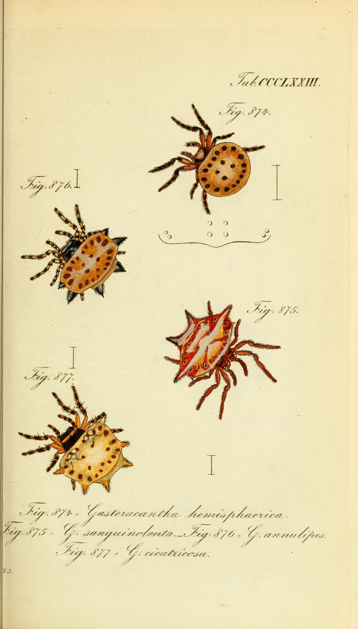 Die Arachniden (Plate CCCLXXIII) (8568322197)