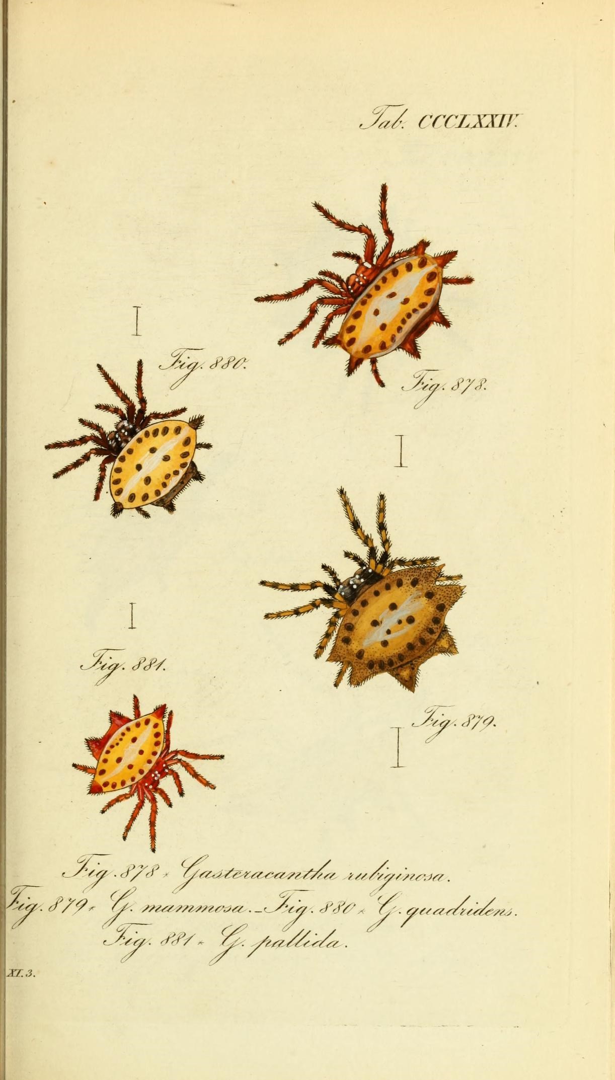 Die Arachniden (Plate CCCLXXIV) (8569420372)
