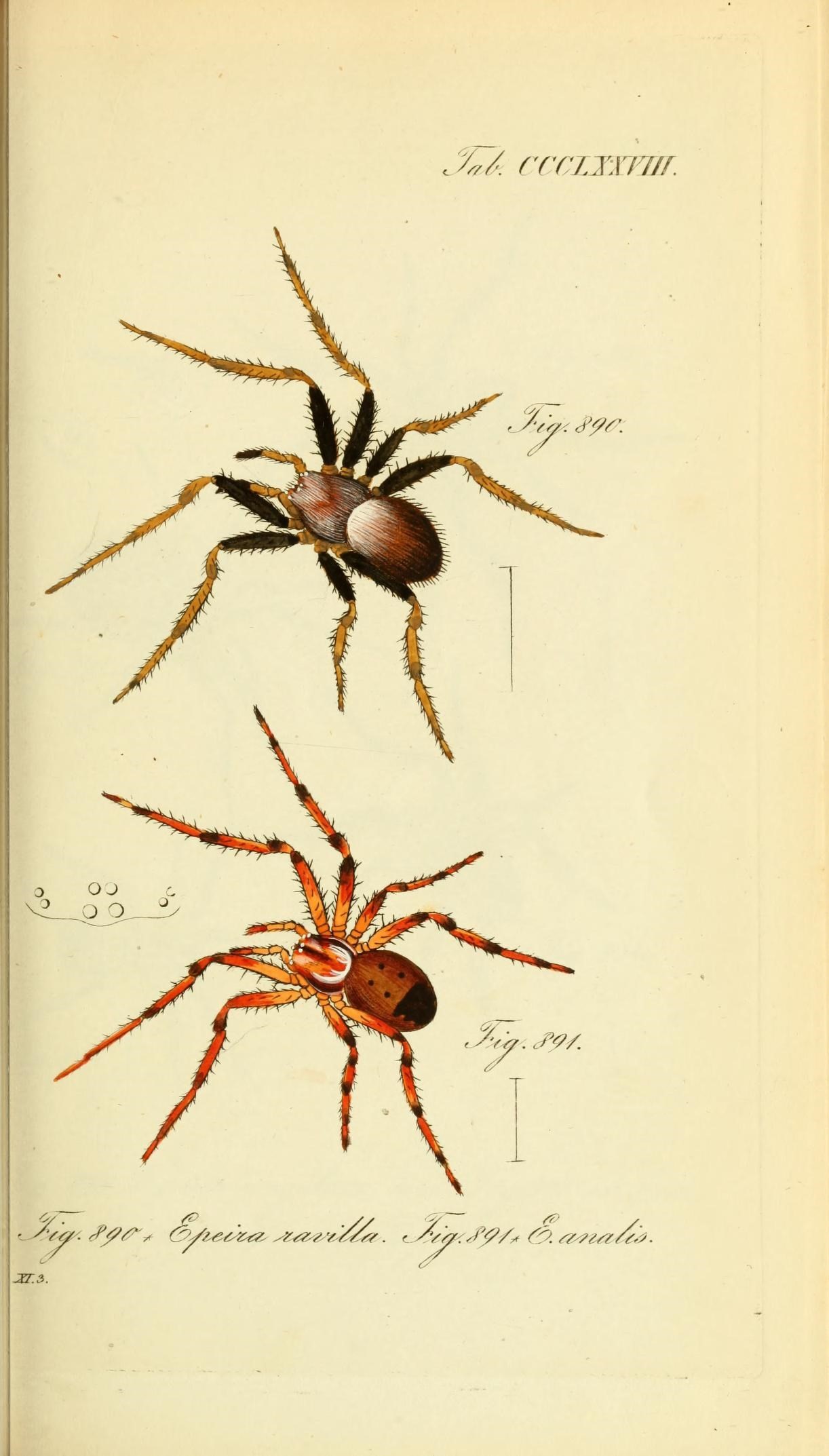 Die Arachniden (Plate CCCLXXVIII) (8569422140)