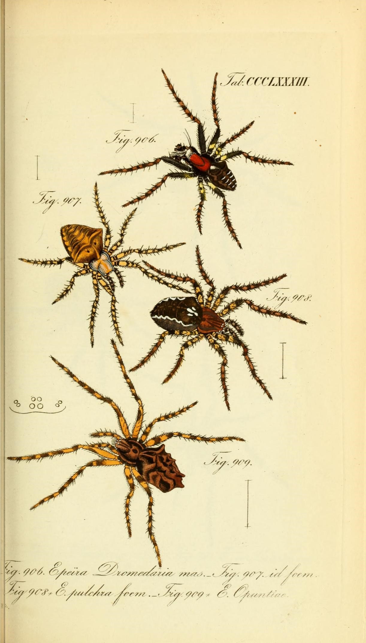 Die Arachniden (Plate CCCLXXXIII) (8568326509)
