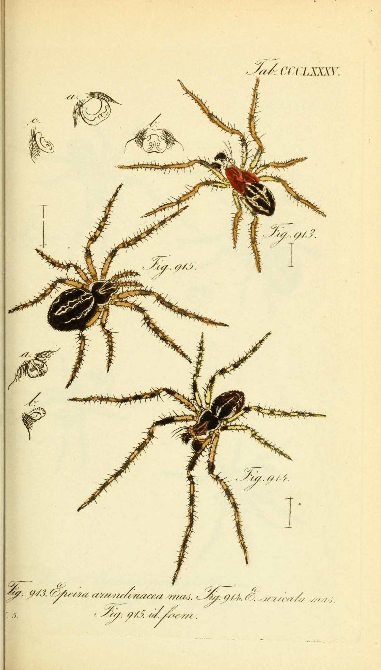Die Arachniden (Plate CCCLXXXV) (8569425214)
