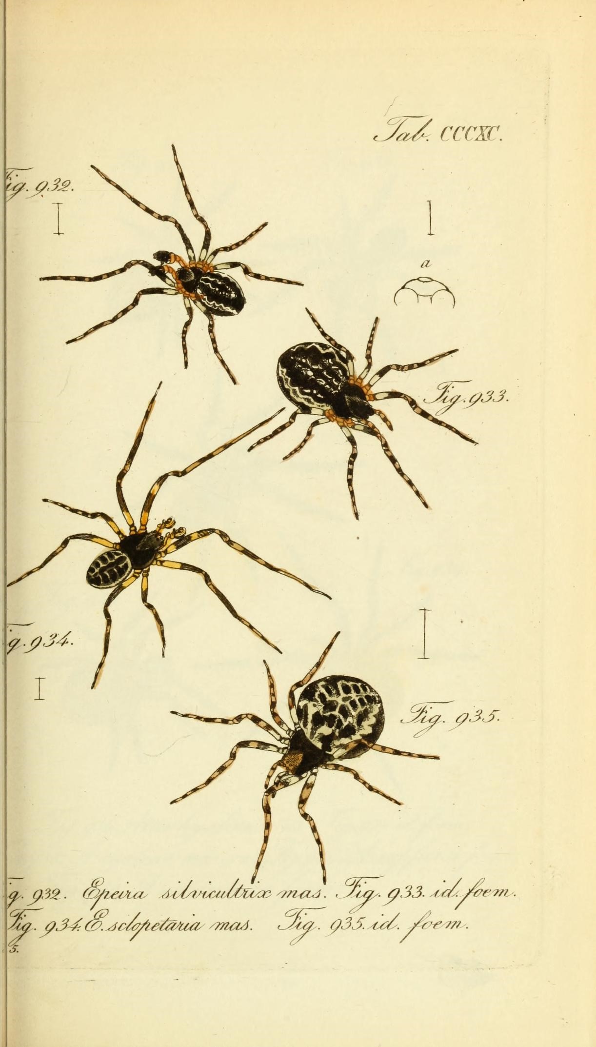 Die Arachniden (Plate CCCXC) (8569427618)