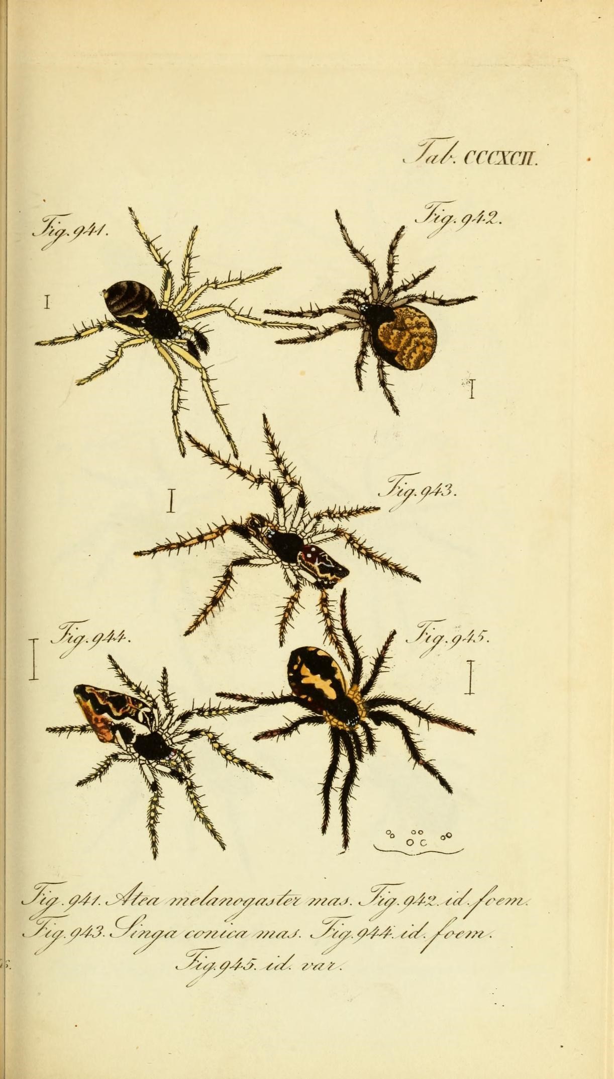 Die Arachniden (Plate CCCXCII) (8569428444)