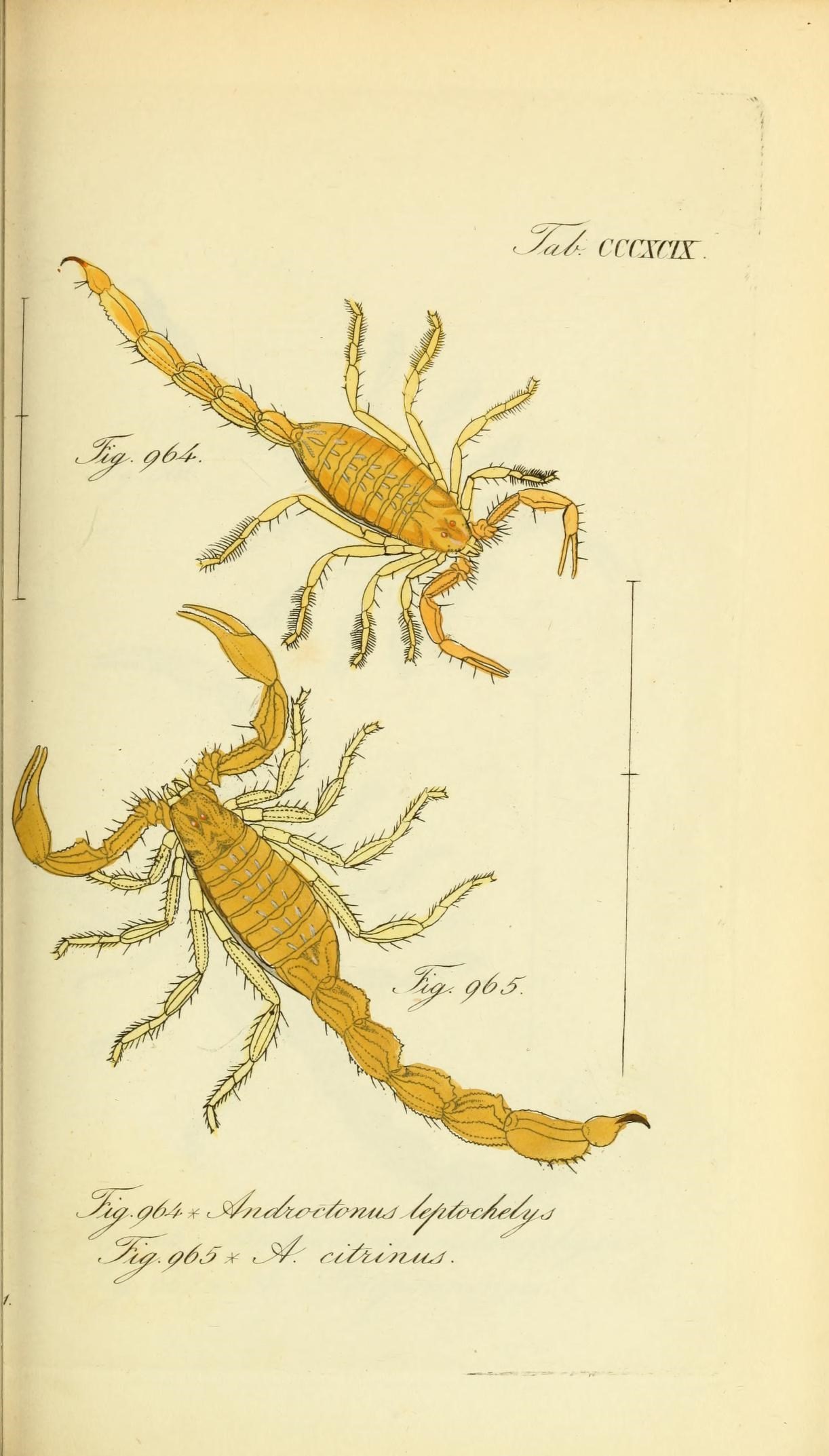 Die Arachniden (Plate CCCXCIX) (8569432532)