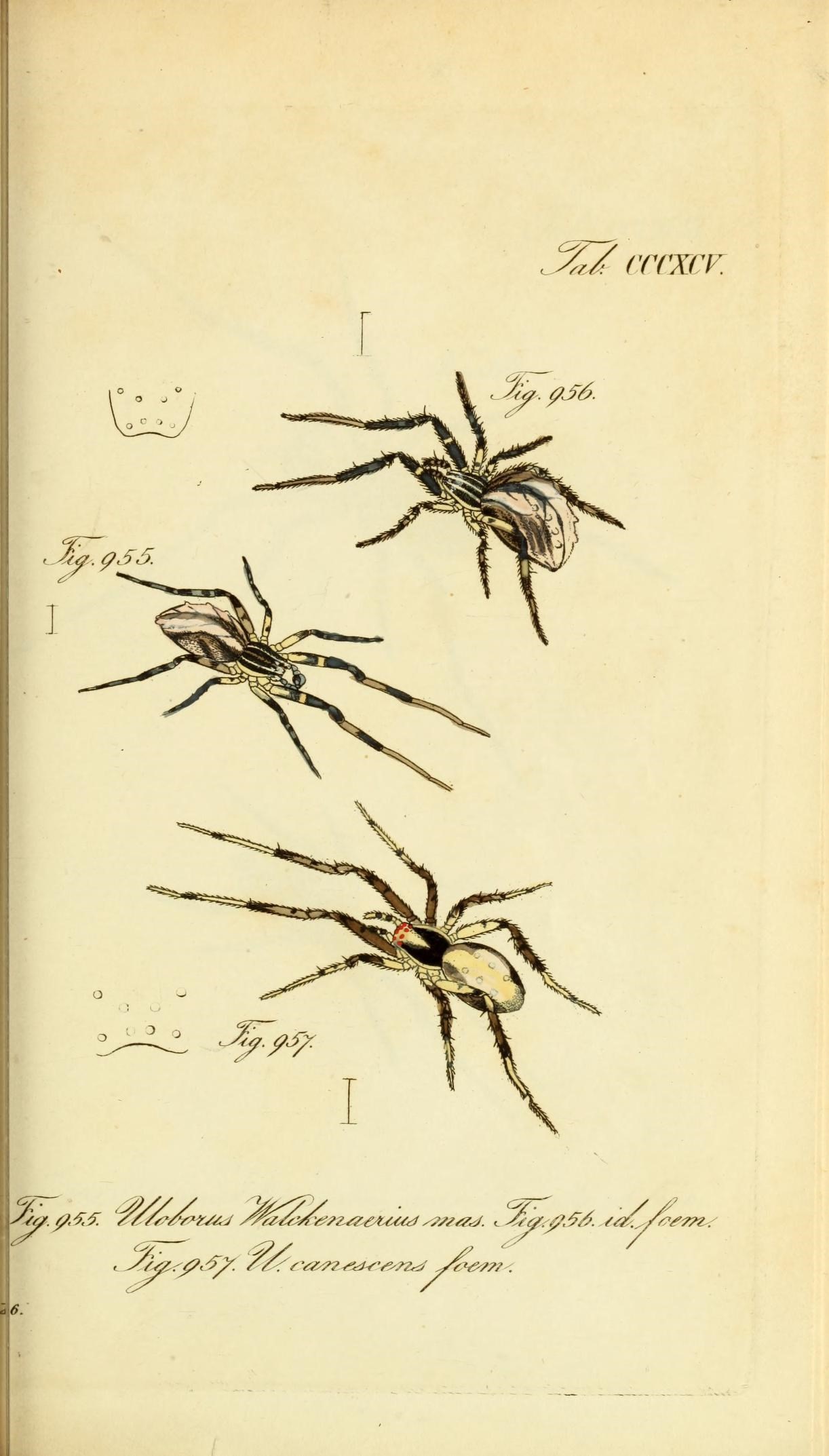 Die Arachniden (Plate CCCXCV) (8569430246)