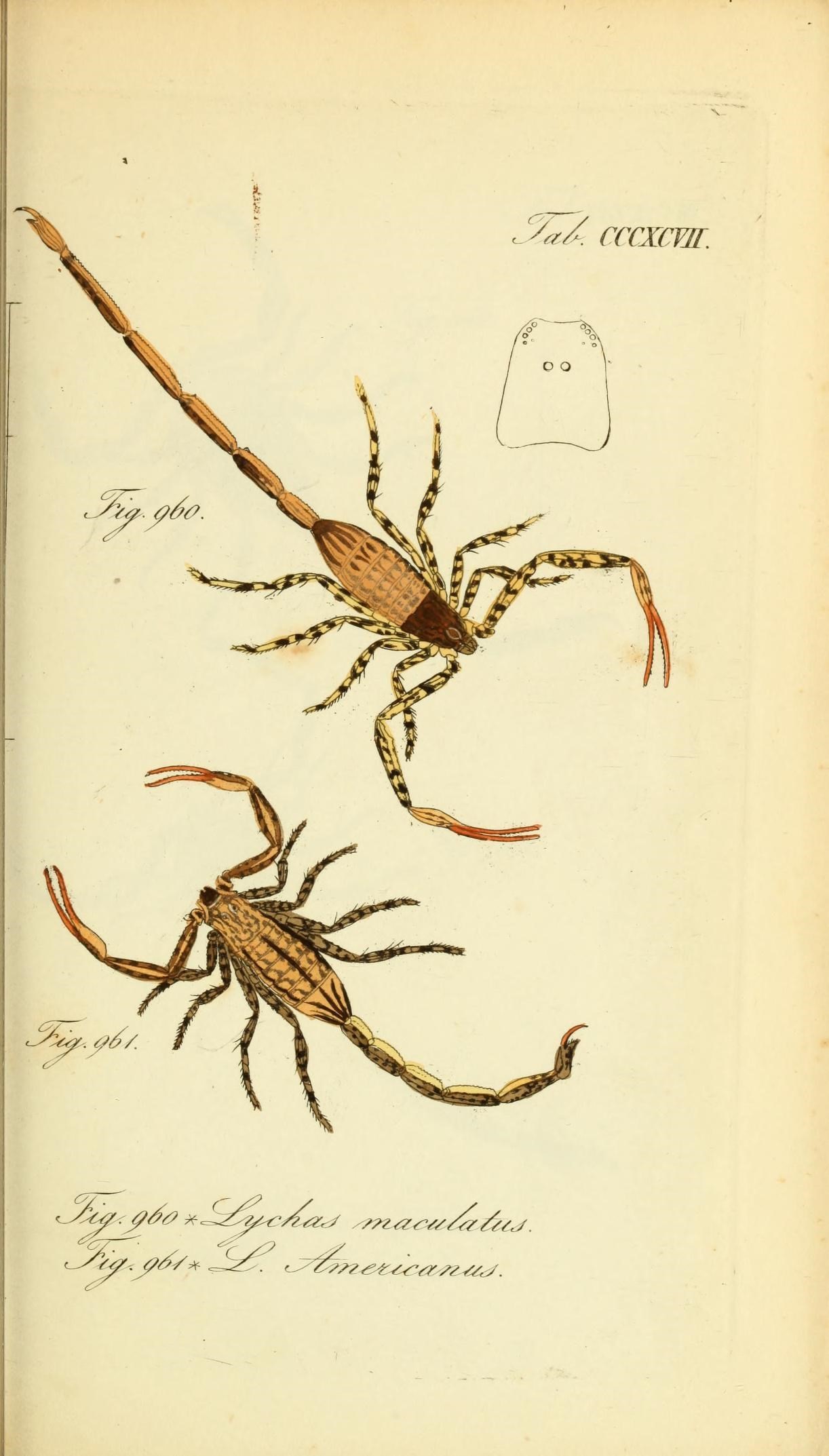 Die Arachniden (Plate CCCXCVII) (8568333657)