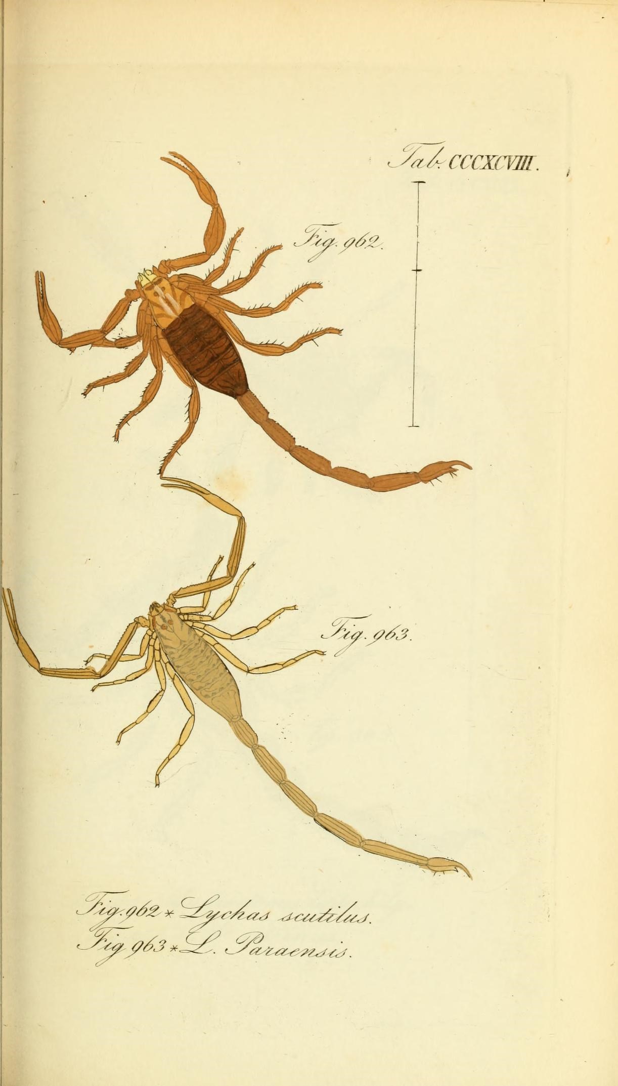 Die Arachniden (Plate CCCXCVIII) (8568334181)