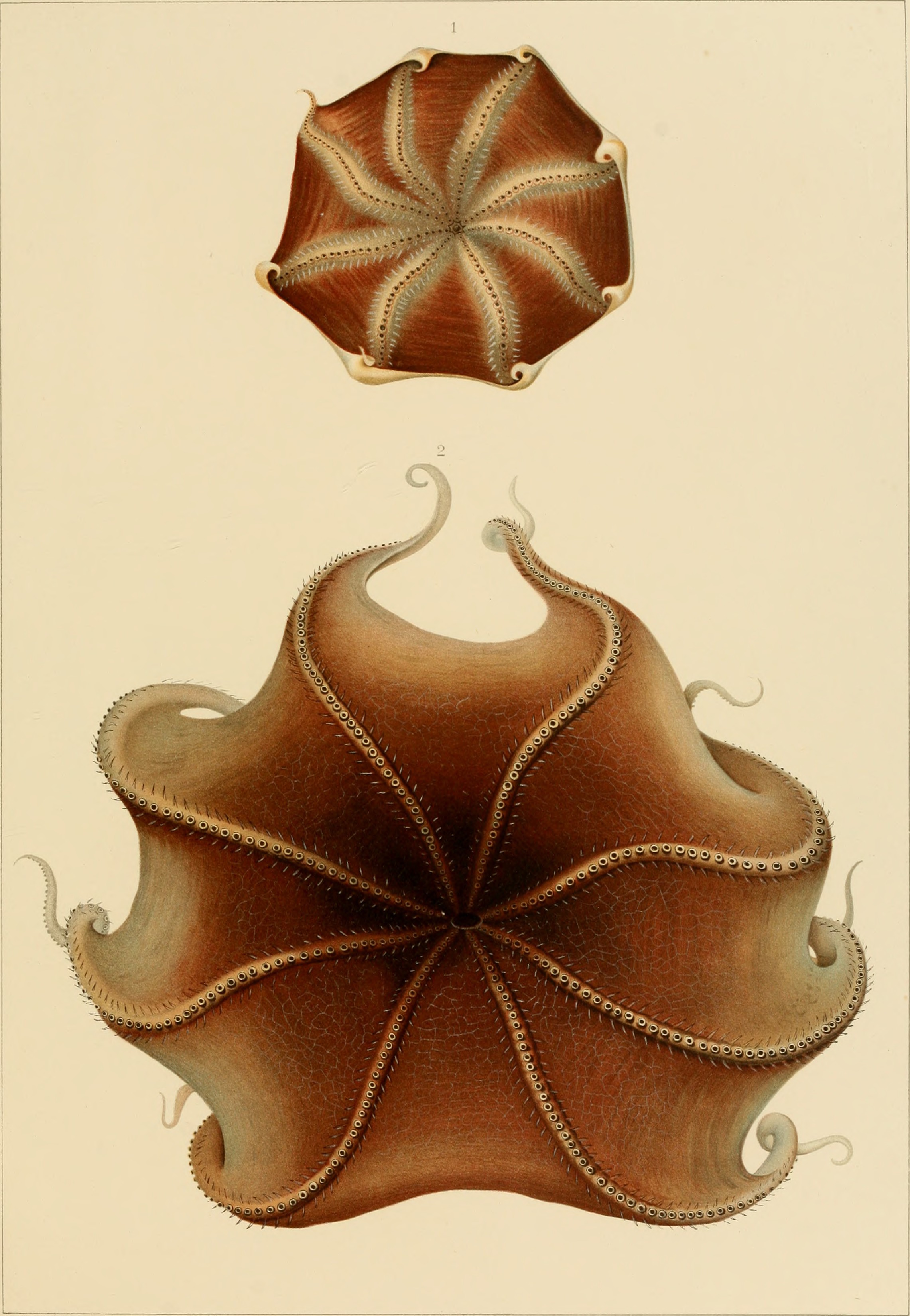 Die Cephalopoden (1915) (20917435491)
