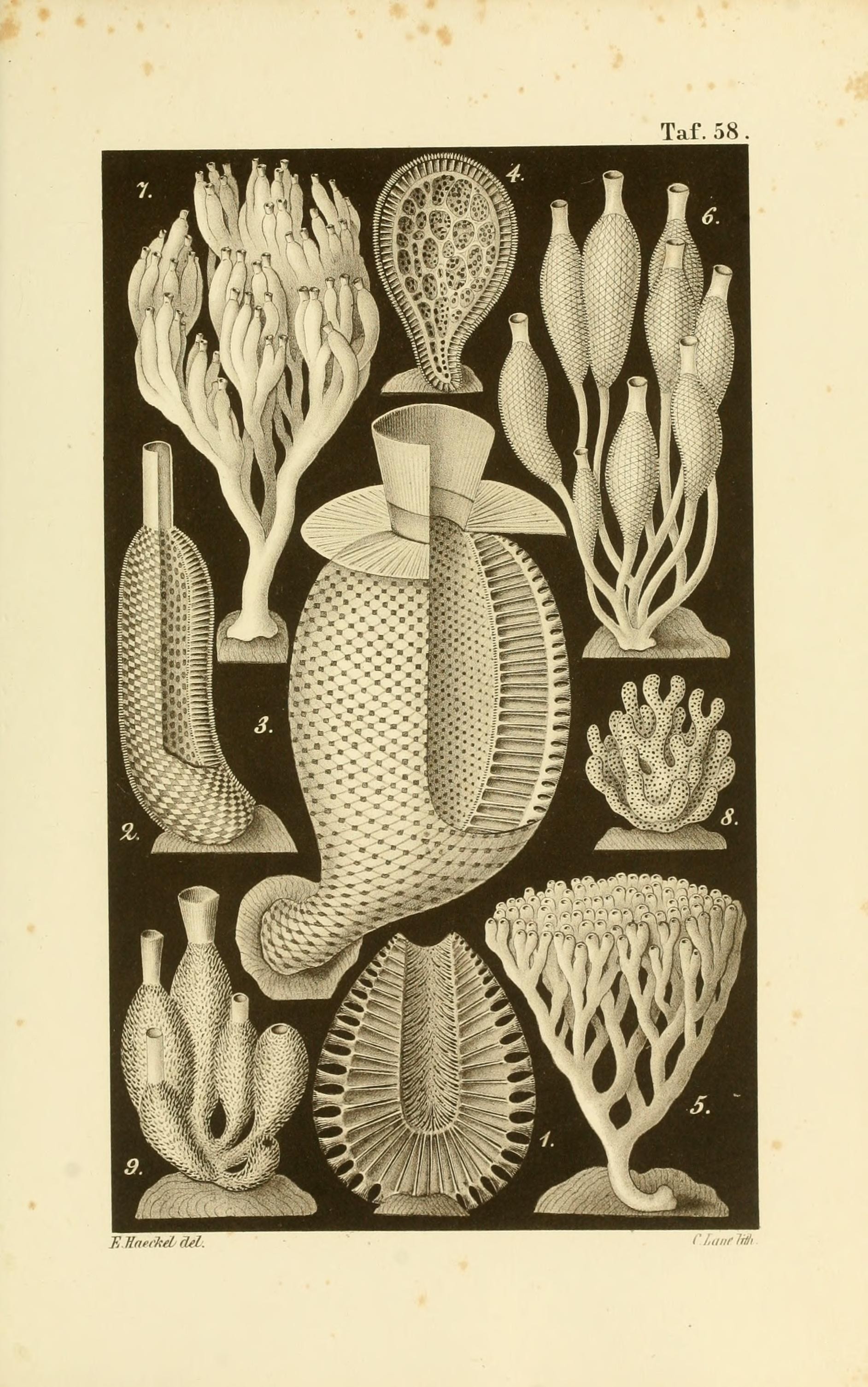 Die Kalkschwämme (Plate 58) (8387342272)