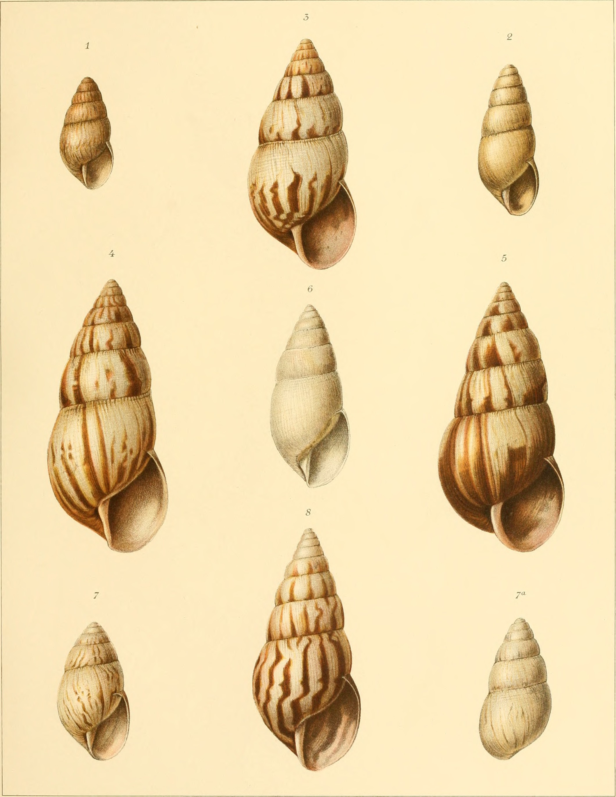 Die Molluskenausbeute der Erlangerschen Reise in Nordost-Afrika - ein Beitrag zur Molluskengeographie von Afrika (1909) (20310203144)