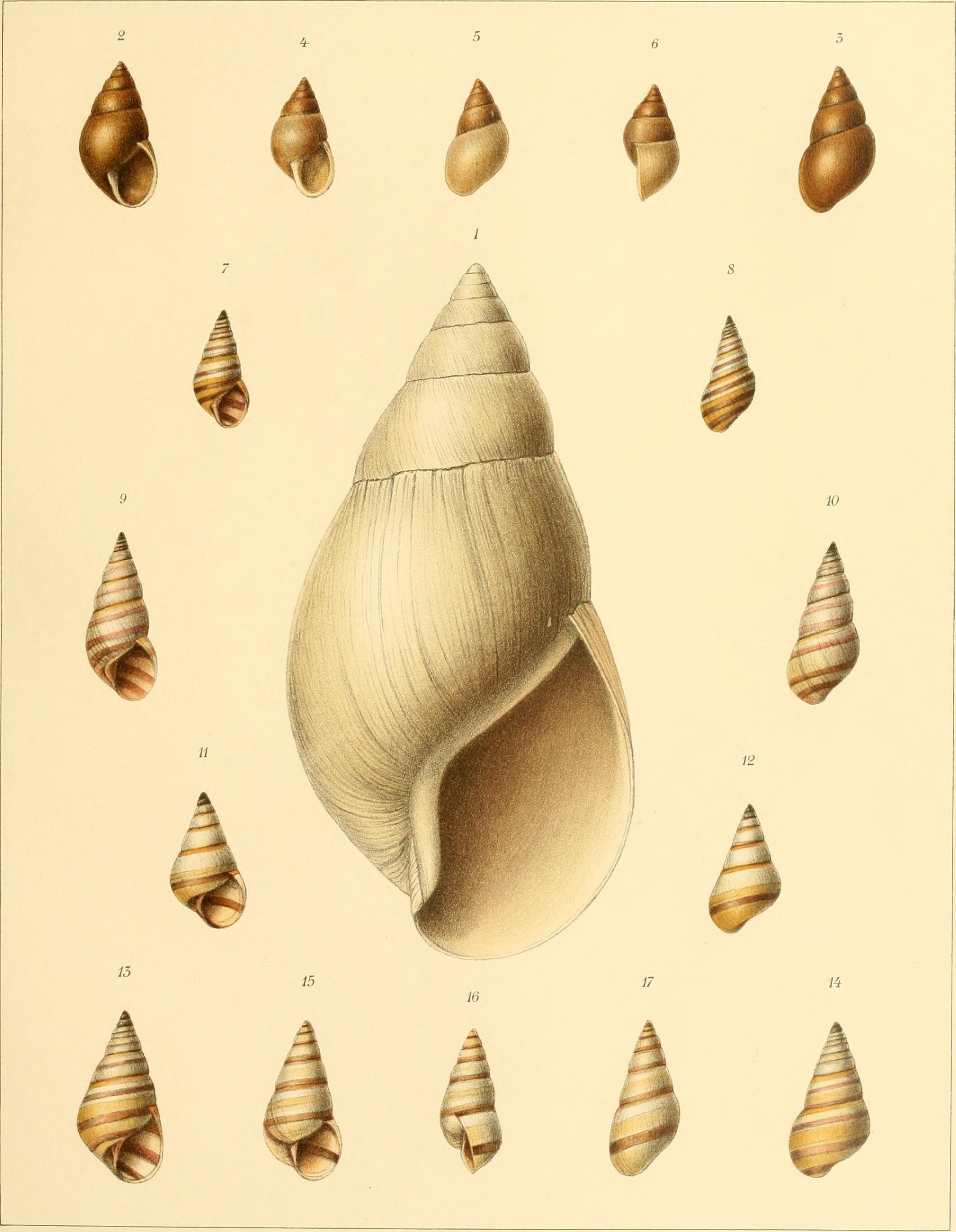 Die Molluskenausbeute der Erlangerschen Reise in Nordost-Afrika - ein Beitrag zur Molluskengeographie von Afrika (1909) (20746036209)