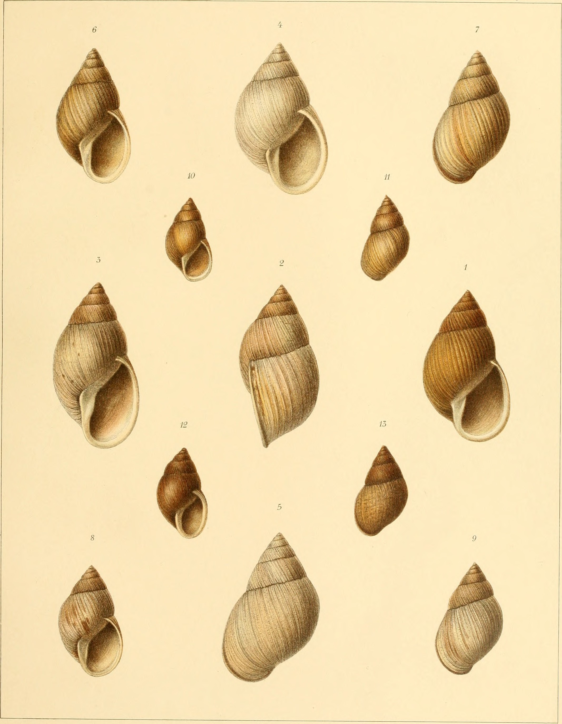 Die Molluskenausbeute der Erlangerschen Reise in Nordost-Afrika - ein Beitrag zur Molluskengeographie von Afrika (1909) (20906535566)