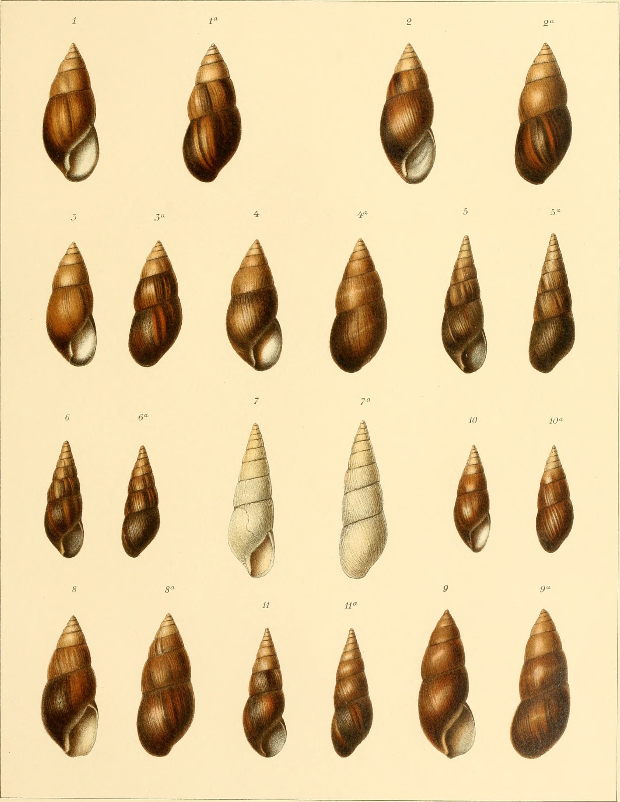 Die Molluskenausbeute der Erlangerschen Reise in Nordost-Afrika - ein Beitrag zur Molluskengeographie von Afrika (1909) (20923061832)