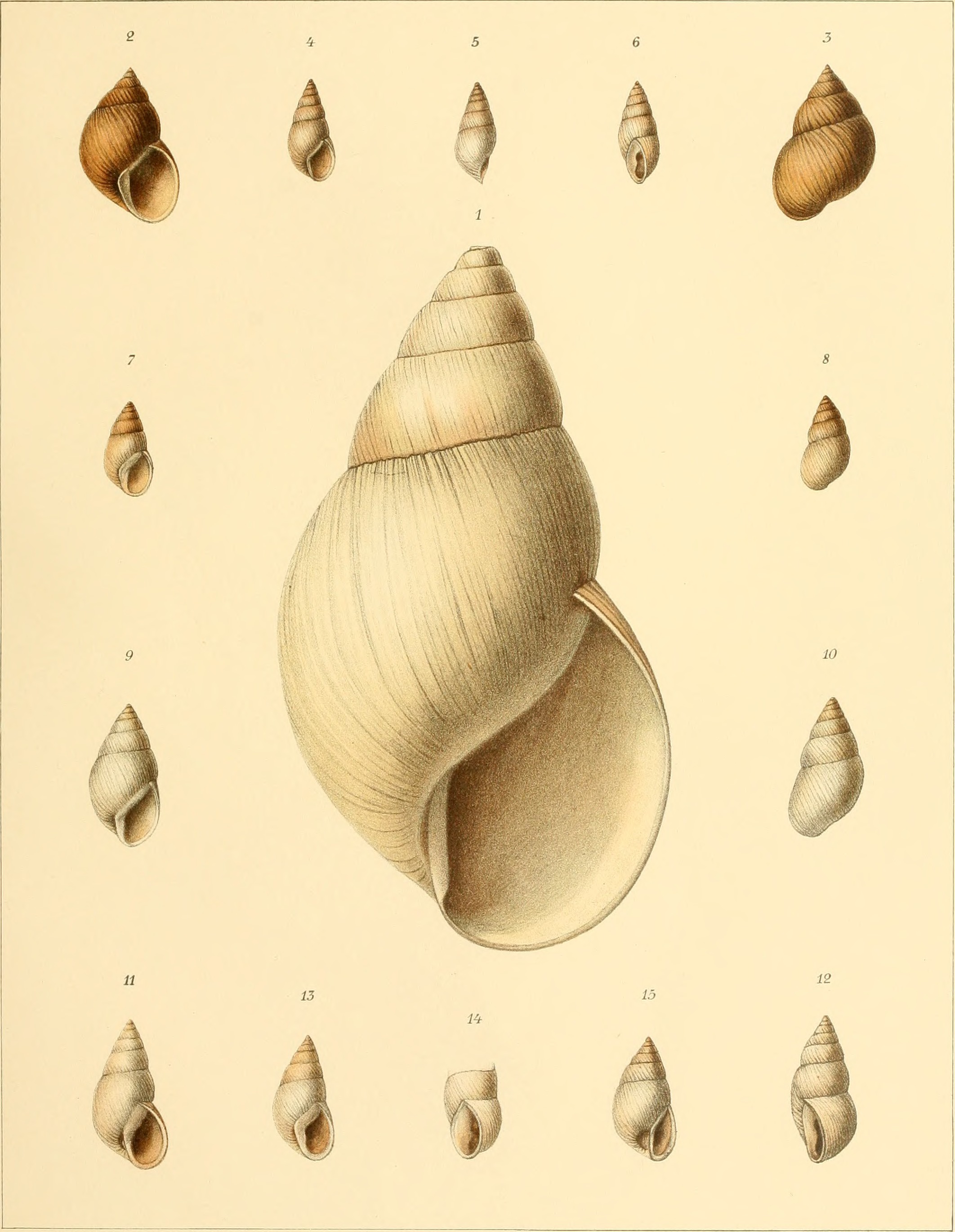 Die Molluskenausbeute der Erlangerschen Reise in Nordost-Afrika - ein Beitrag zur Molluskengeographie von Afrika (1909) (20940173791)