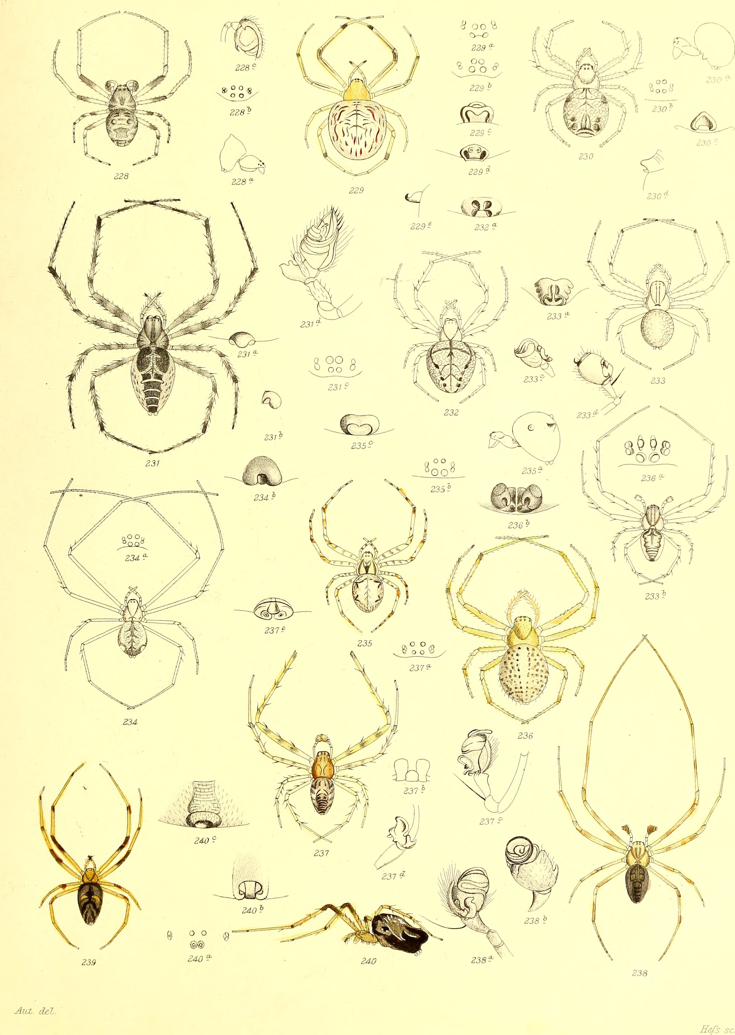 Die Spinnen Amerikas (1880) (20323124884)