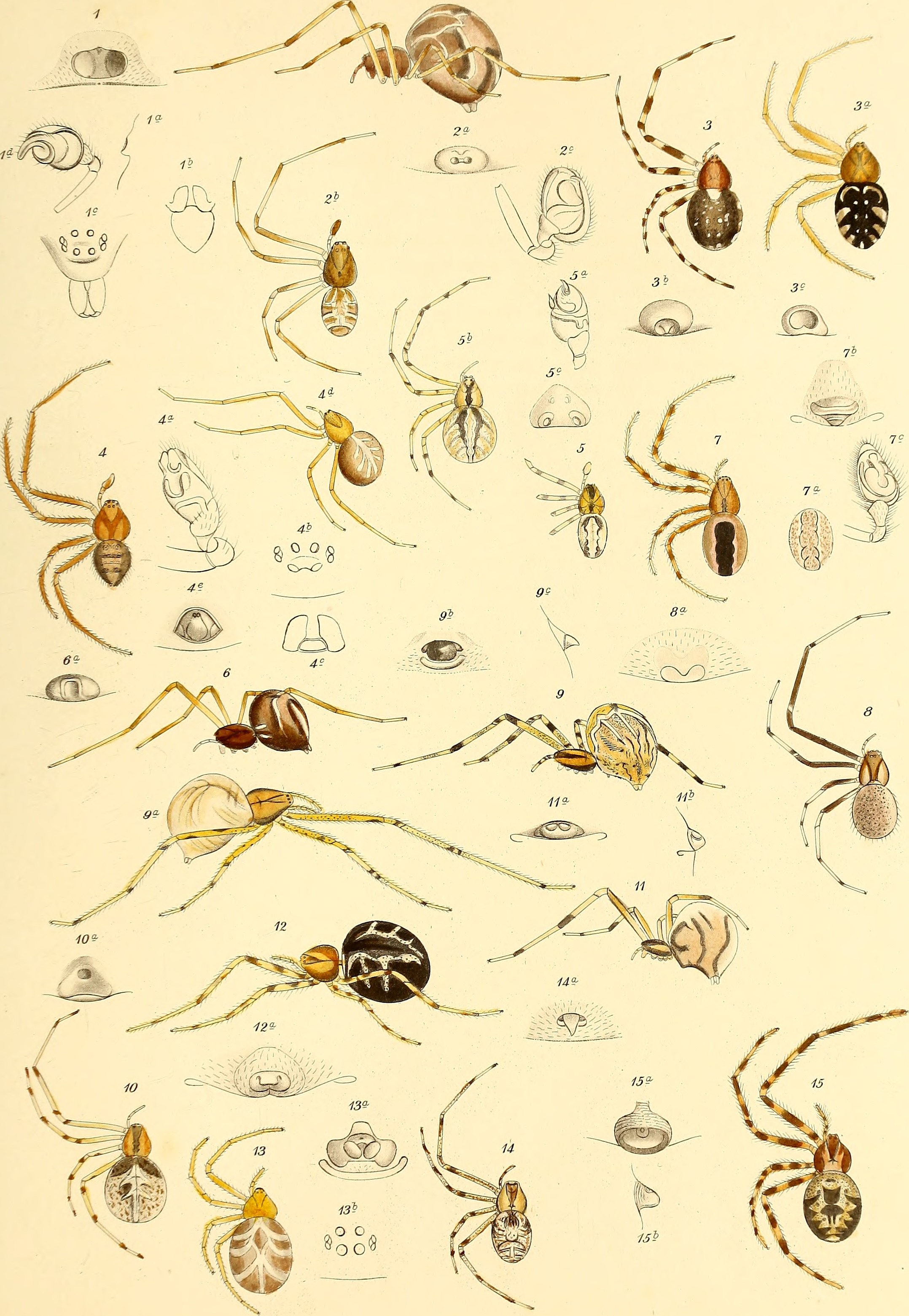 Die Spinnen Amerikas (1880) (20919649946)