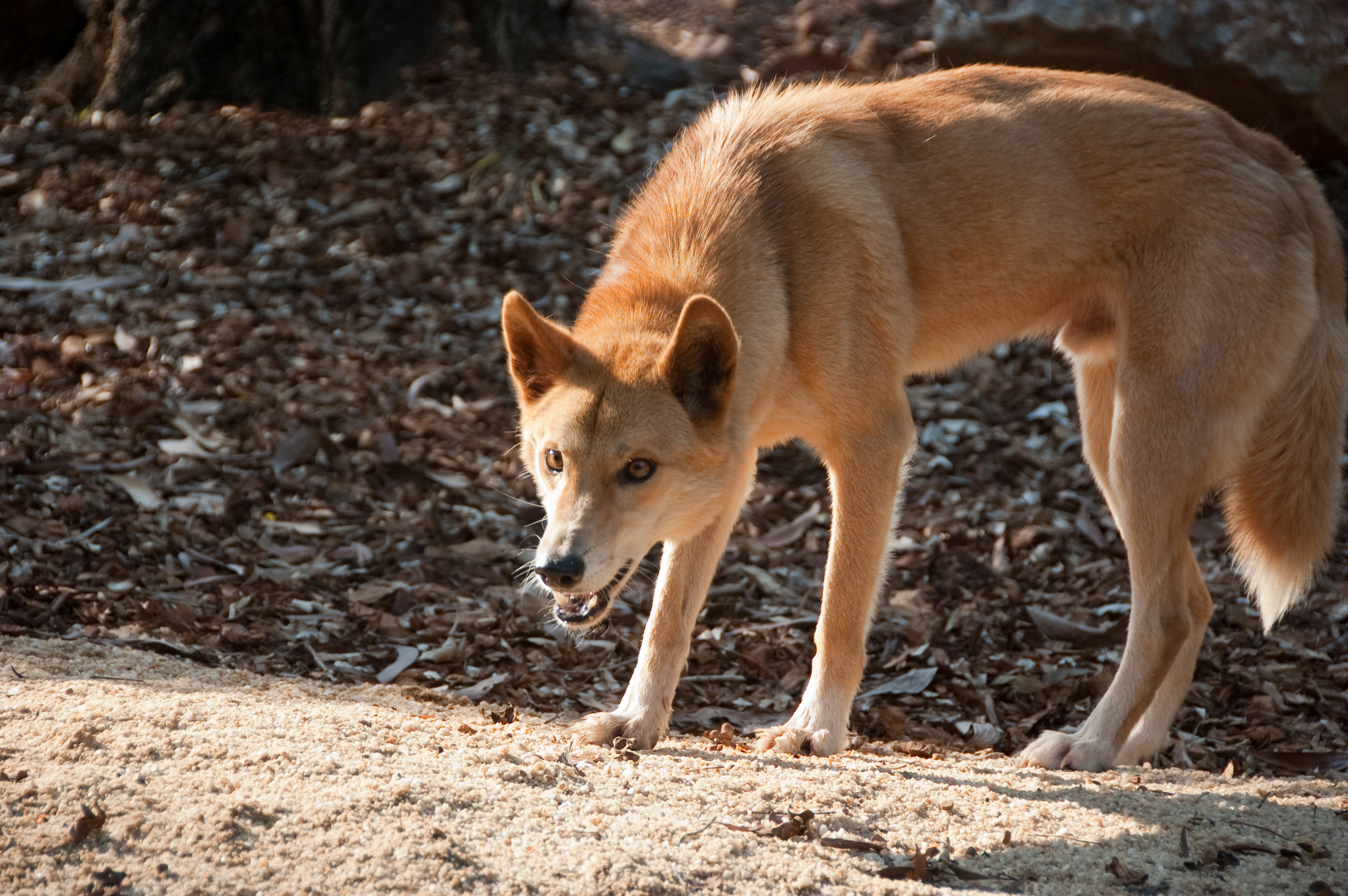 Dingo-northern-2